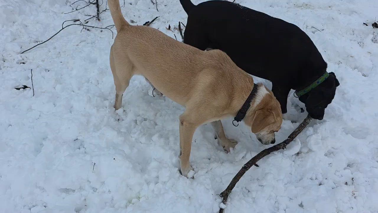 Enlarge Flatiron, an adopted mixed breed in Chatham, NJ video 3/5