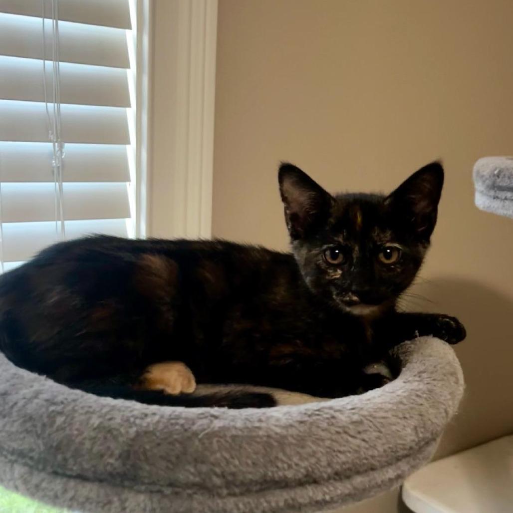 Enlarge East, a Adoptable Domestic Short Hair in Huntsville, AL image 1/6