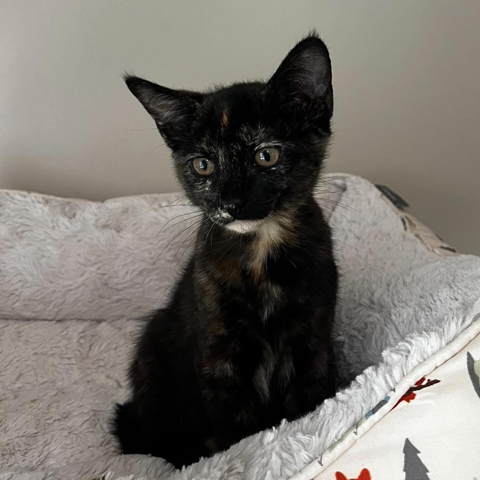 Enlarge East, a Adoptable Domestic Short Hair in Huntsville, AL image 2/6