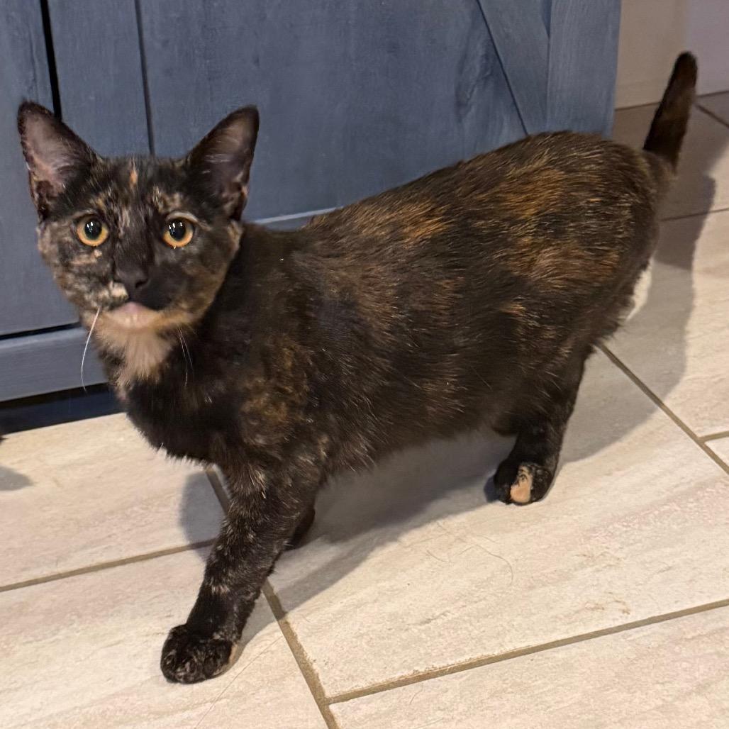 Enlarge East, a Adoptable Domestic Short Hair in Huntsville, AL image 3/6