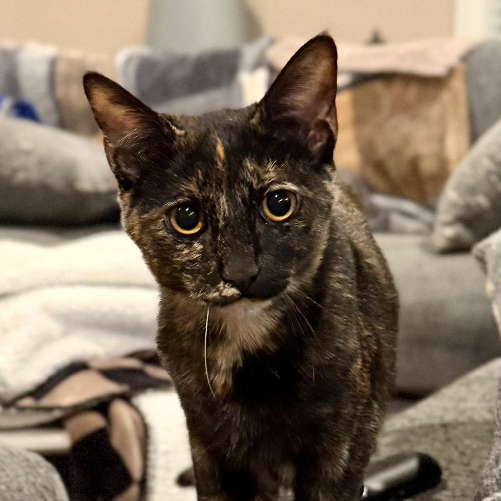 Enlarge East, a Adoptable Domestic Short Hair in Huntsville, AL image 4/6