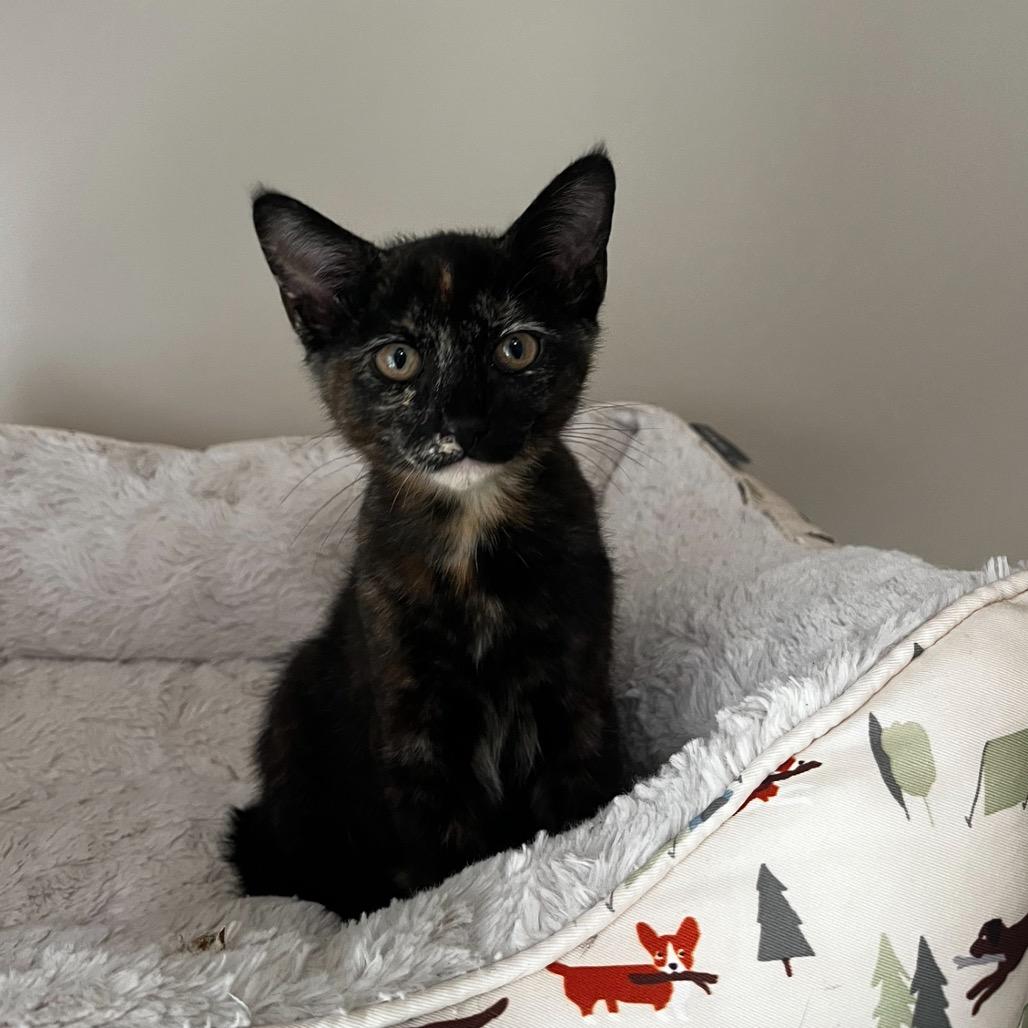 Enlarge East, a Adoptable Domestic Short Hair in Huntsville, AL image 6/6