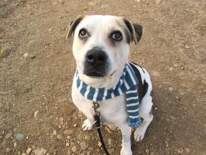 Penelope, Adoptable, Adult Female Cattle Dog & Mixed Breed.