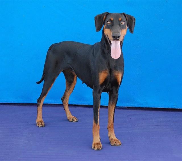 MOANA, Adoptable, Adult Female Doberman Pinscher.