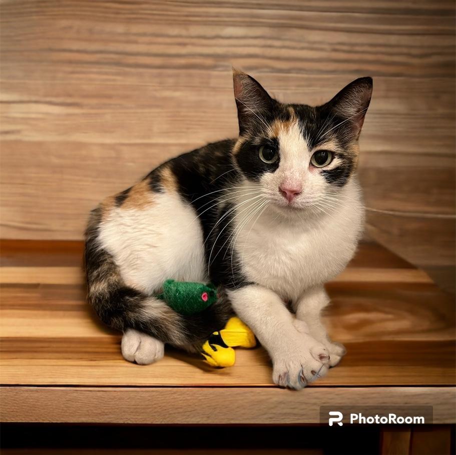 Claquette (Flip Flop), Adoptable, Young Female Calico & Calico.