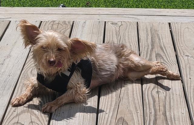 Enlarge Gracie, an adopted mixed breed in Williamsburg, VA image 5/6