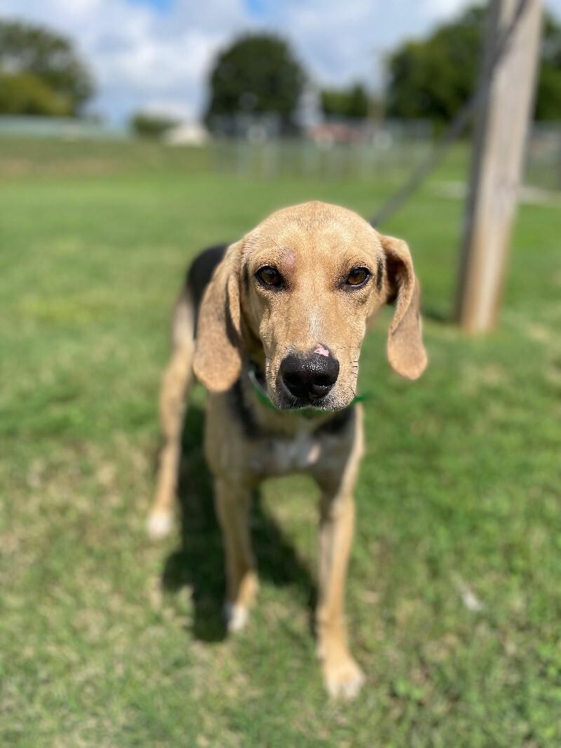 Cecil, Adoptable, Adult Male Mountain Cur & Redbone Coonhound.