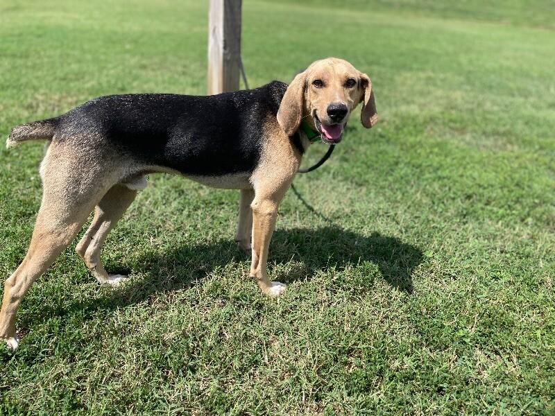 Enlarge Cecil, a Adoptable mixed breed in Maryville, TN image 2/5