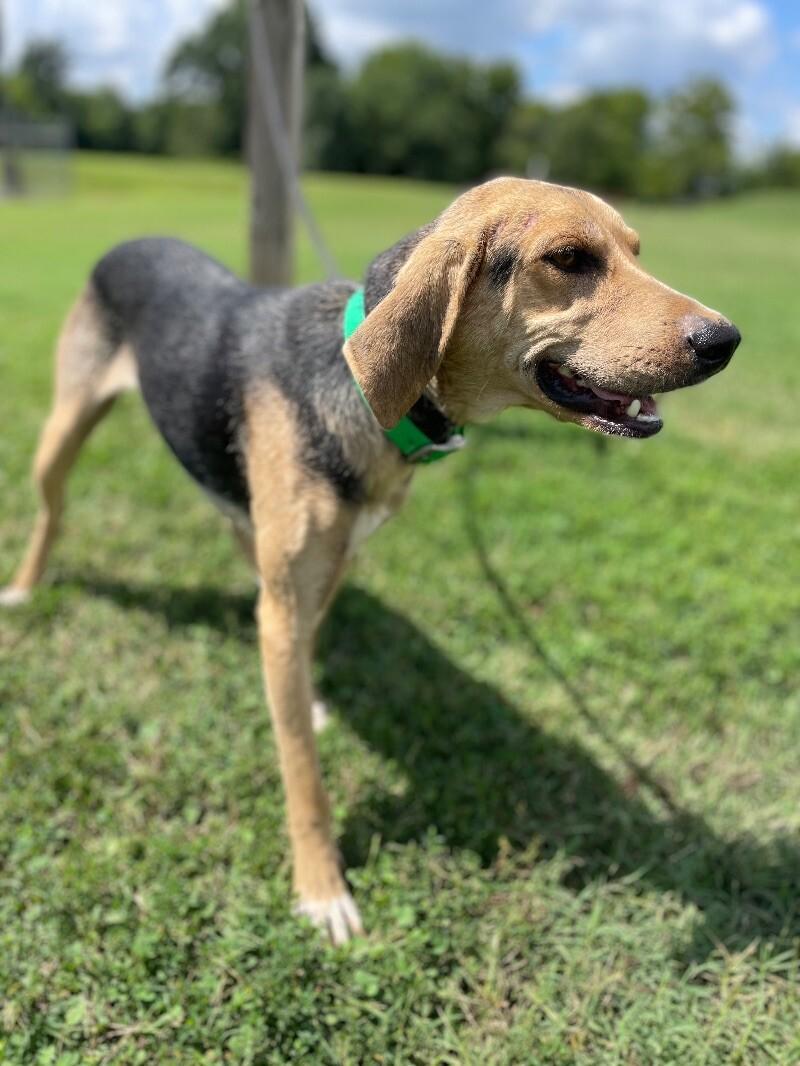 Enlarge Cecil, a Adoptable mixed breed in Maryville, TN image 3/5