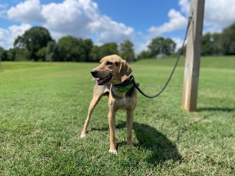 Enlarge Cecil, a Adoptable mixed breed in Maryville, TN image 4/5