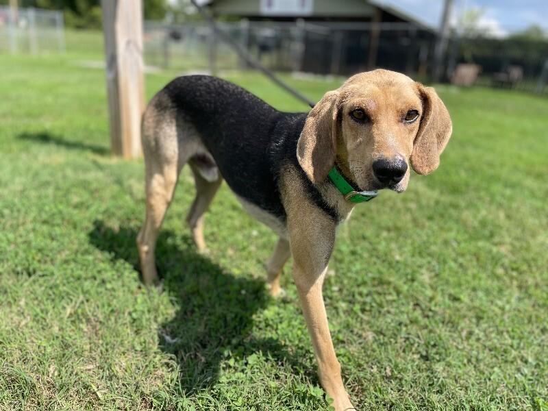 Enlarge Cecil, a Adoptable mixed breed in Maryville, TN image 5/5
