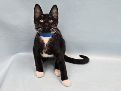 Max, Adoptable, Kitten Male Domestic Short Hair & Domestic Short Hair.