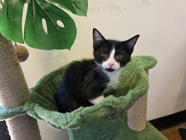 BISCUIT, Adoptable, Kitten Male Domestic Short Hair.