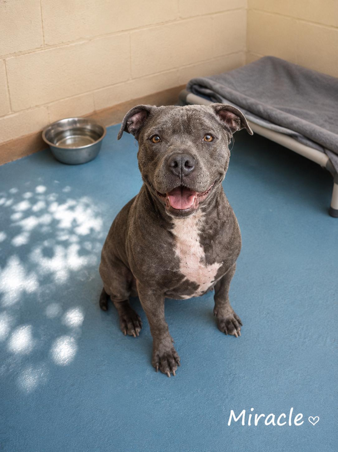 Miracle, ADOPTABLE, Adult Female Pit Bull Terrier.