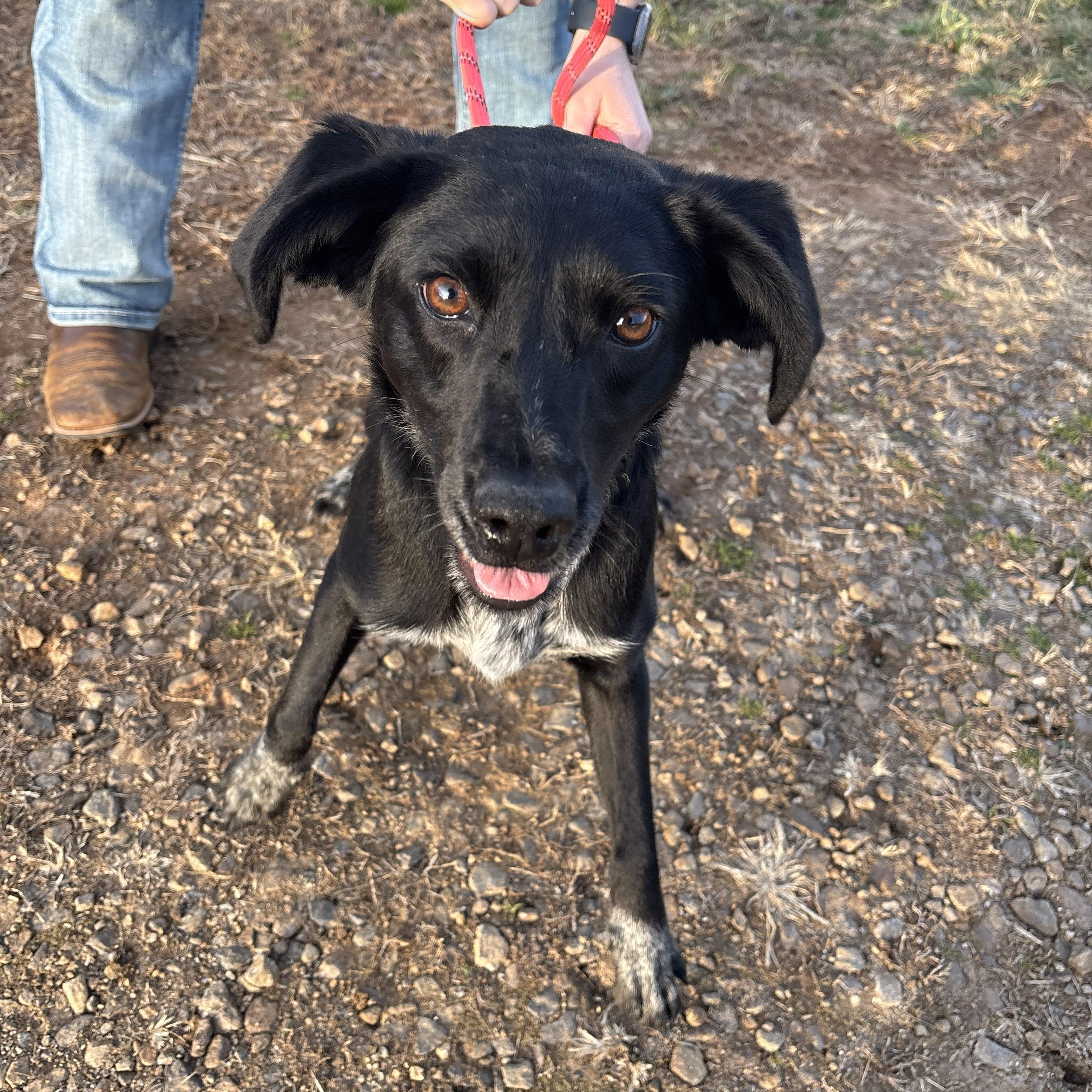 Enlarge Dixie, a ADOPTABLE mixed breed in Franklin, NC image 3/4