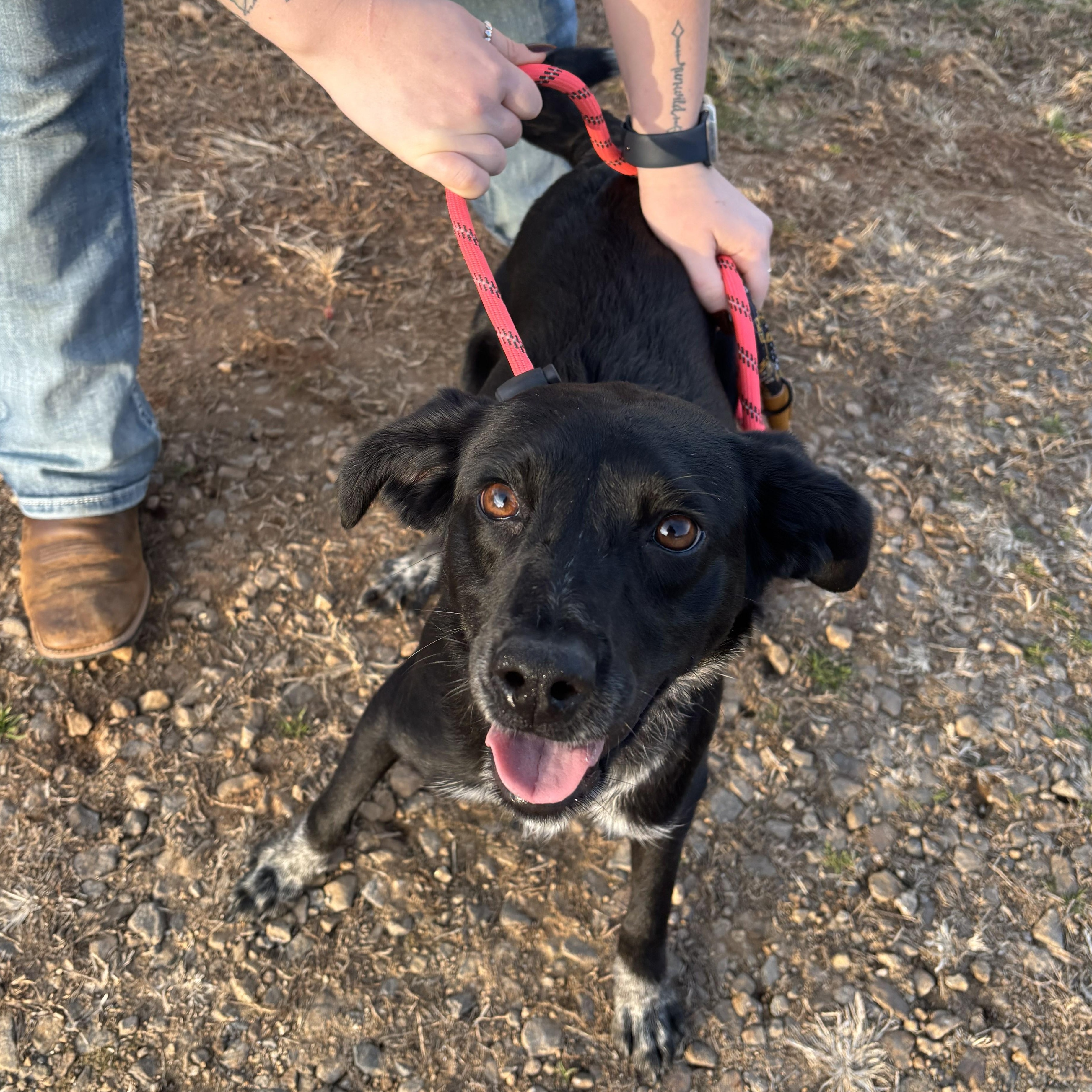 Enlarge Dixie, a ADOPTABLE mixed breed in Franklin, NC image 4/4