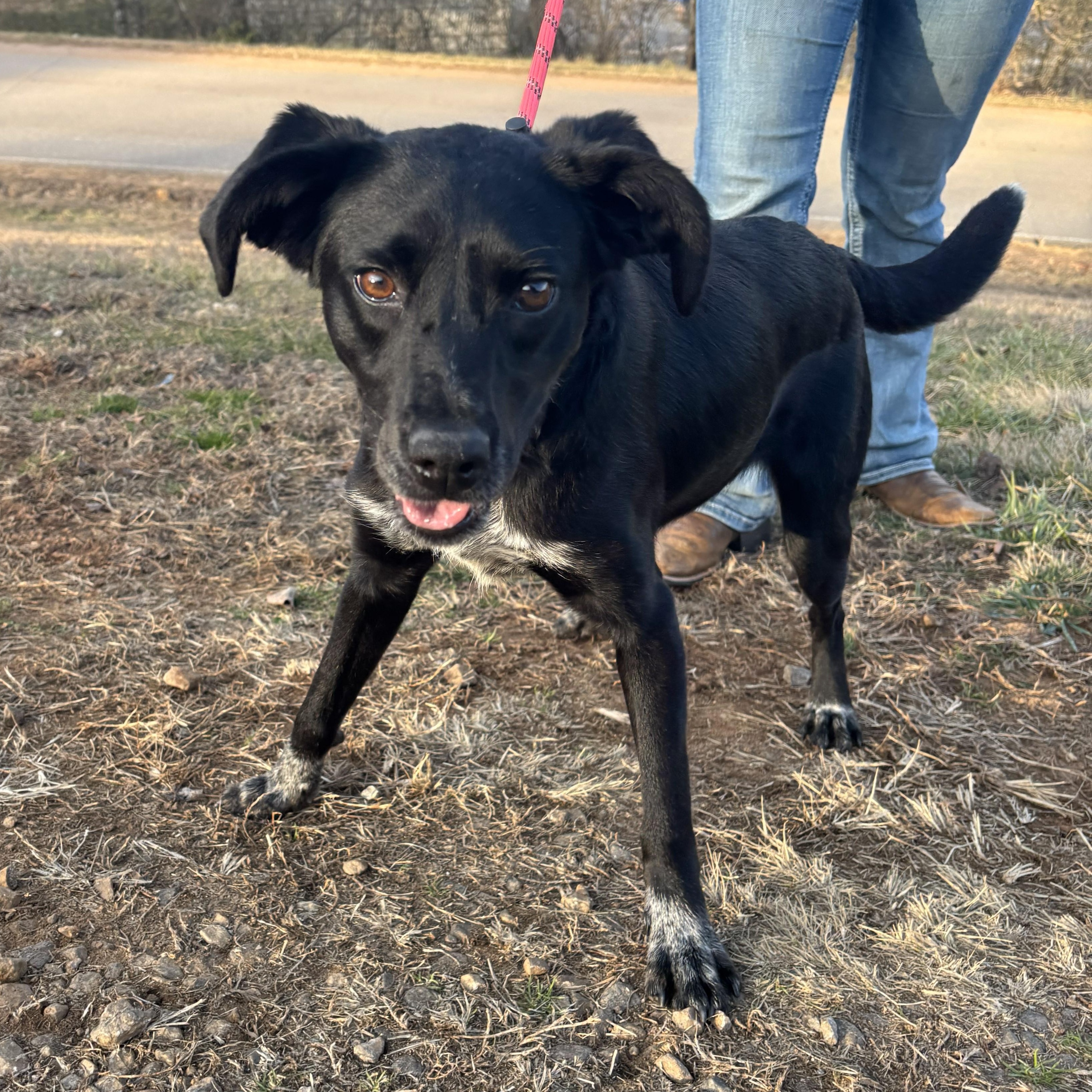 Dixie, ADOPTABLE, Young Female Bluetick Coonhound.