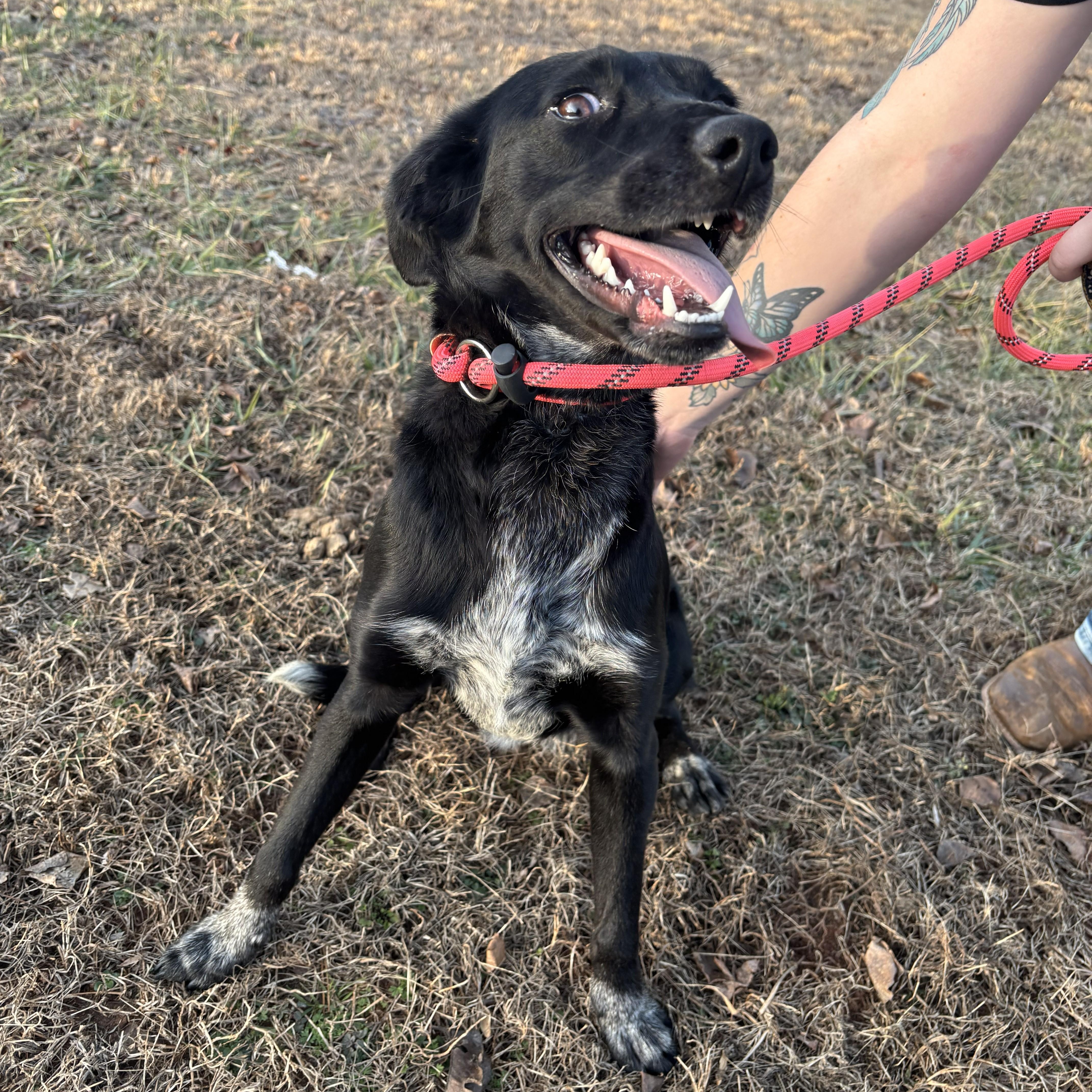 Enlarge Dixie, a ADOPTABLE mixed breed in Franklin, NC image 2/4