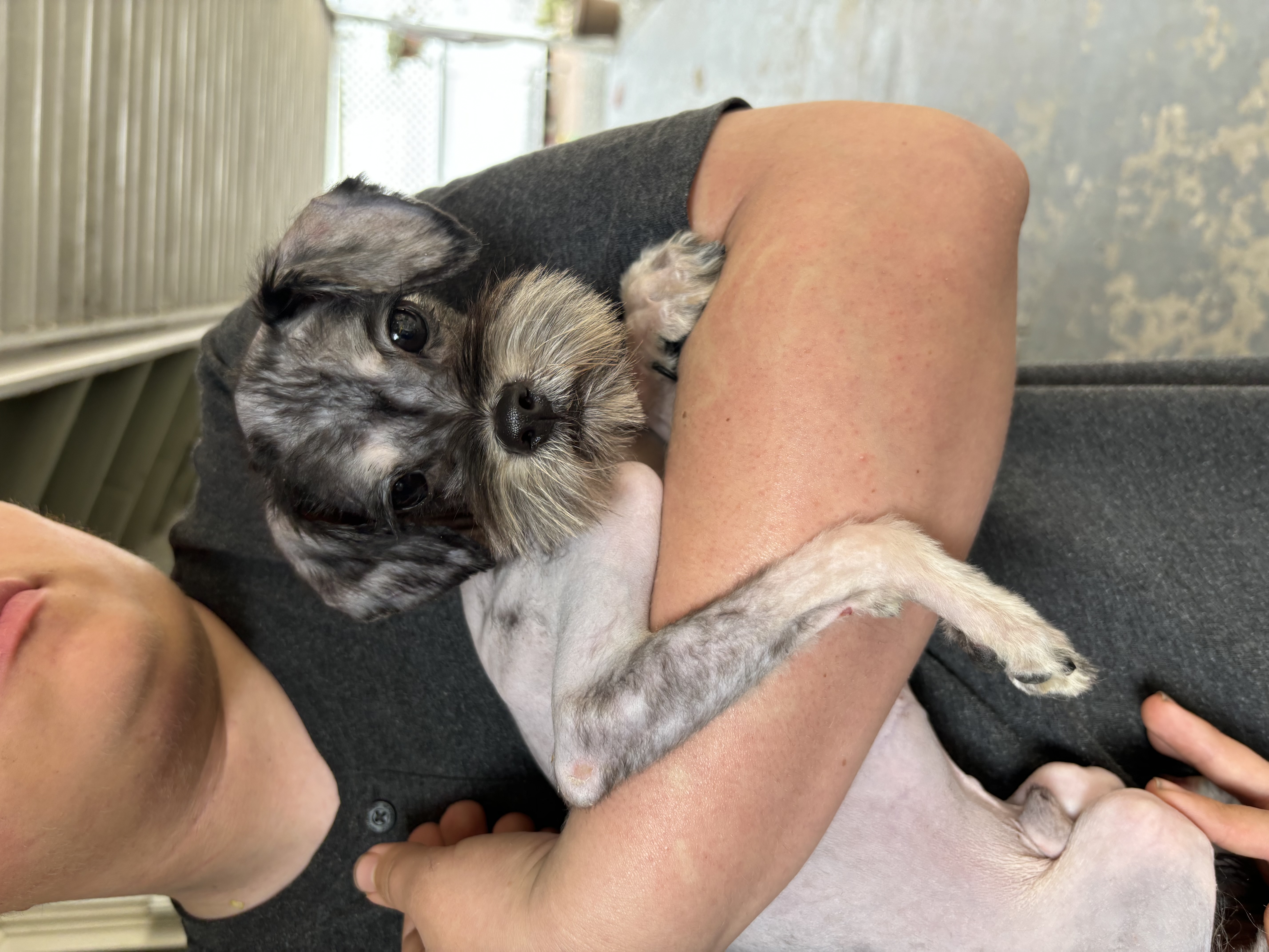 Dog for adoption Sailor, a Yorkie Poo in Orange, CA Petfinder