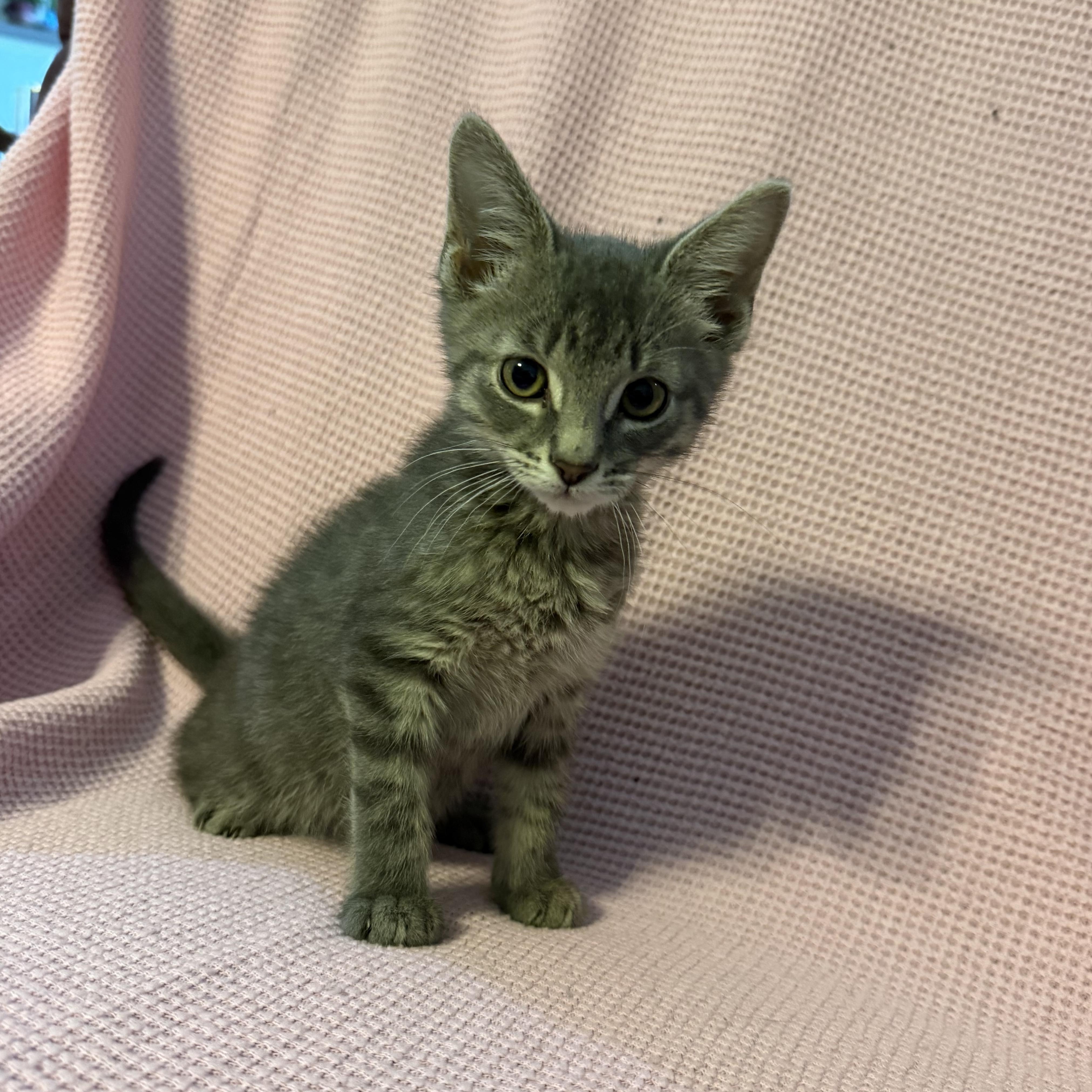 James, ADOPTABLE, Kitten Male Domestic Short Hair.
