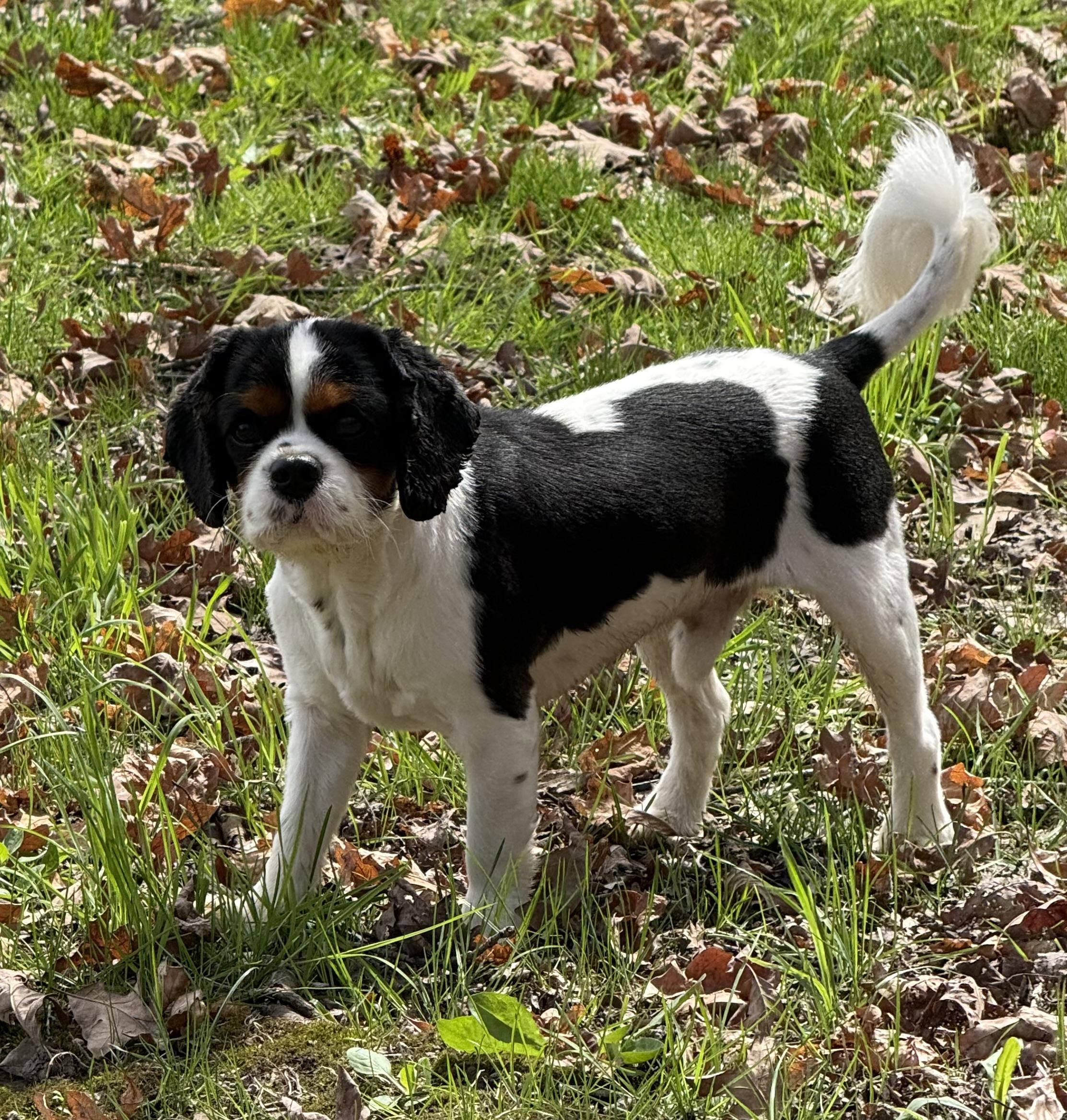 Enlarge Tucker, a ADOPTABLE Cavalier King Charles Spaniel in Clinton, PA image 4/6