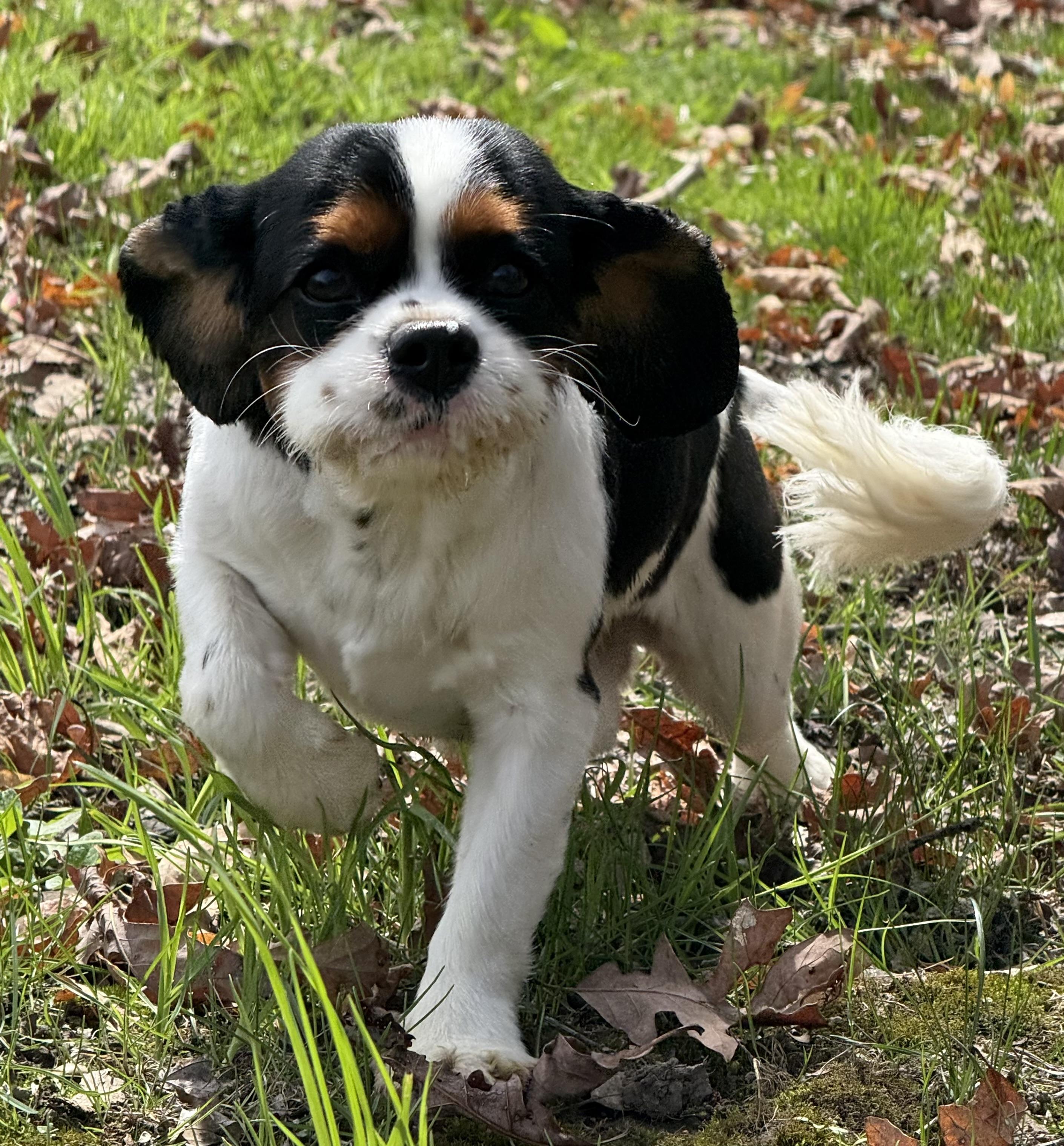 Tucker, ADOPTABLE, Adult Male Cavalier King Charles Spaniel.