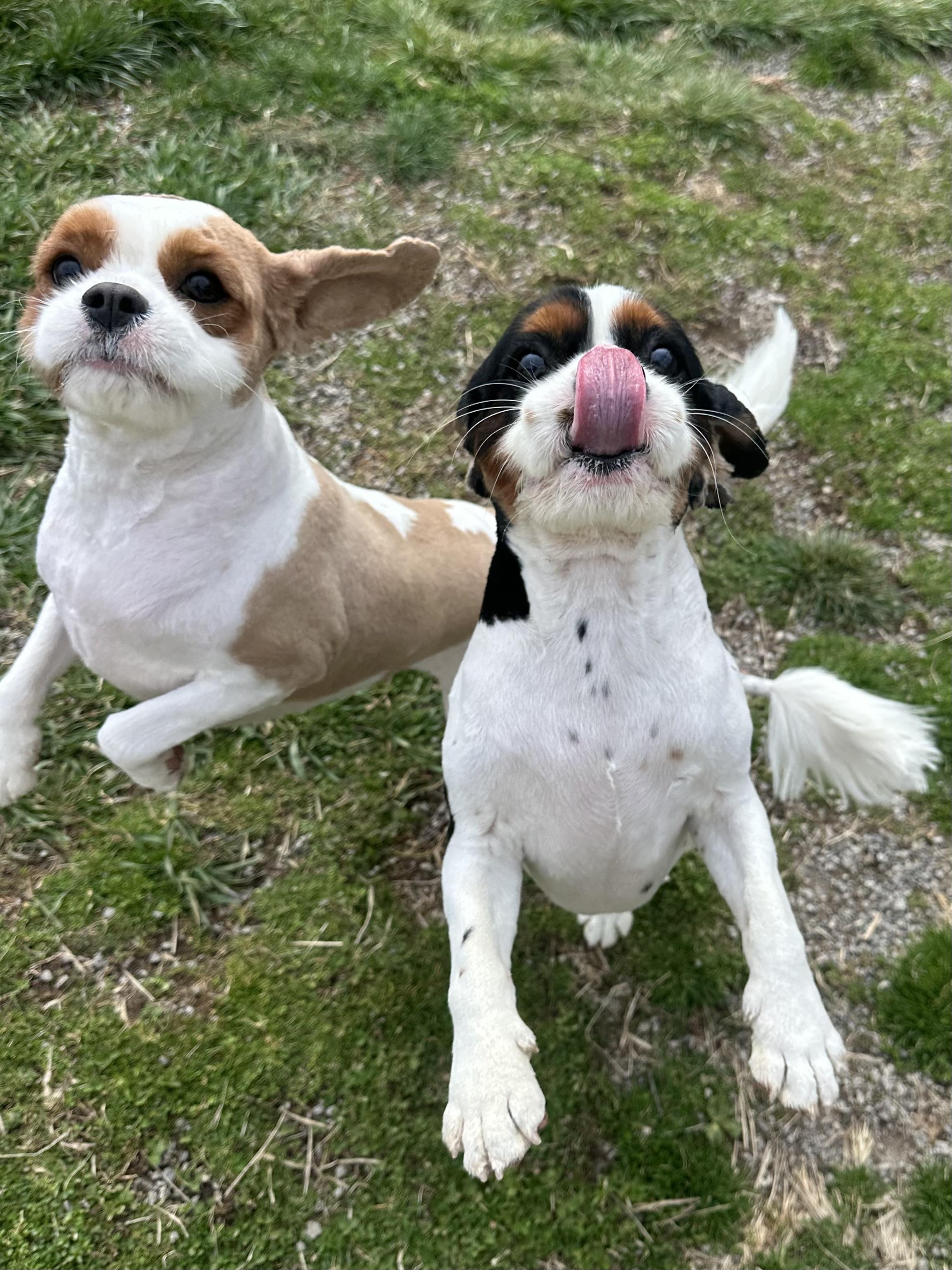 Enlarge Tucker, a ADOPTABLE Cavalier King Charles Spaniel in Clinton, PA image 6/6