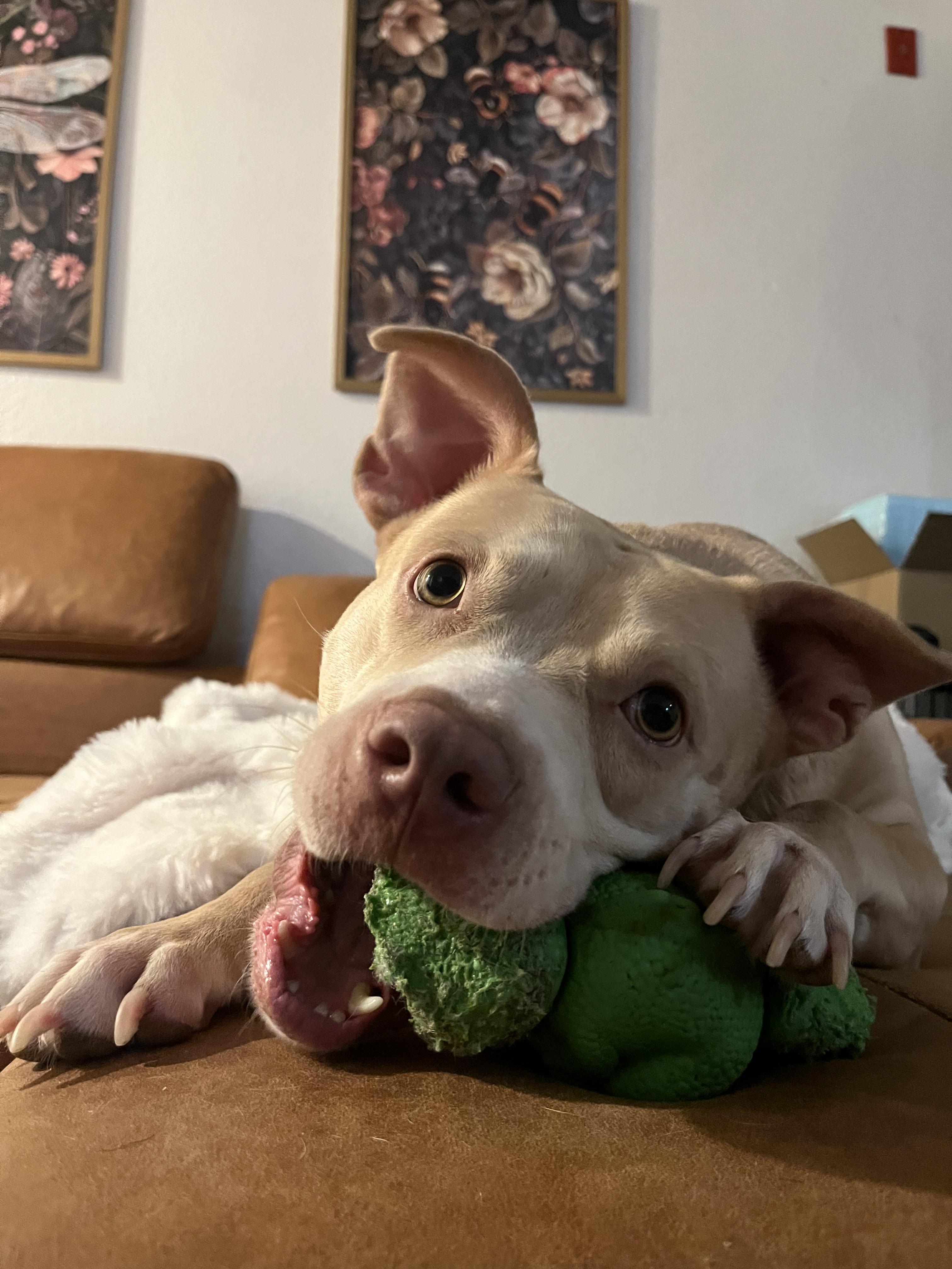 Jenny, a ADOPTABLE Pit Bull Terrier in Murrieta, CA image 3/5