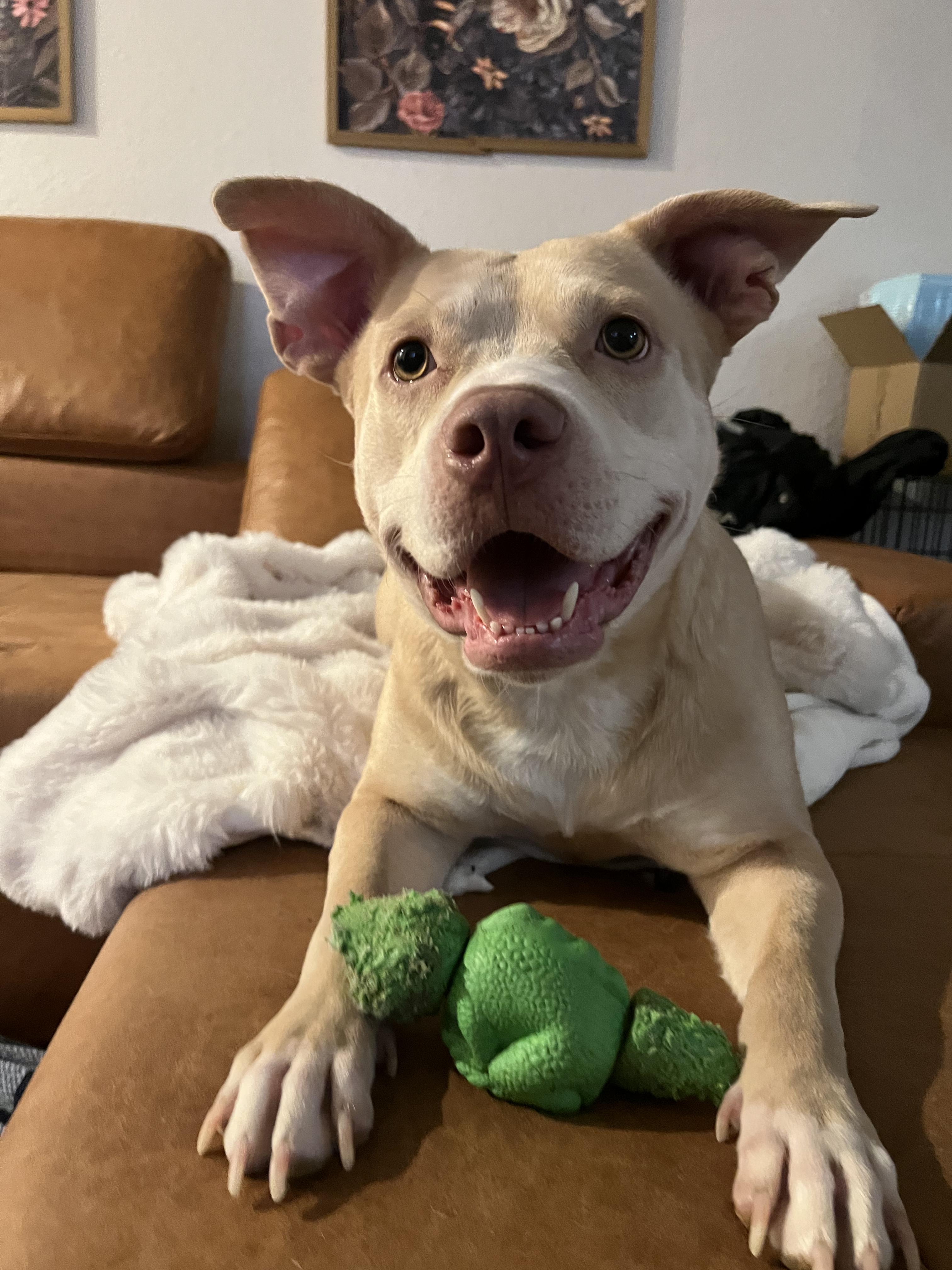 Jenny, ADOPTABLE, Young Female Pit Bull Terrier.