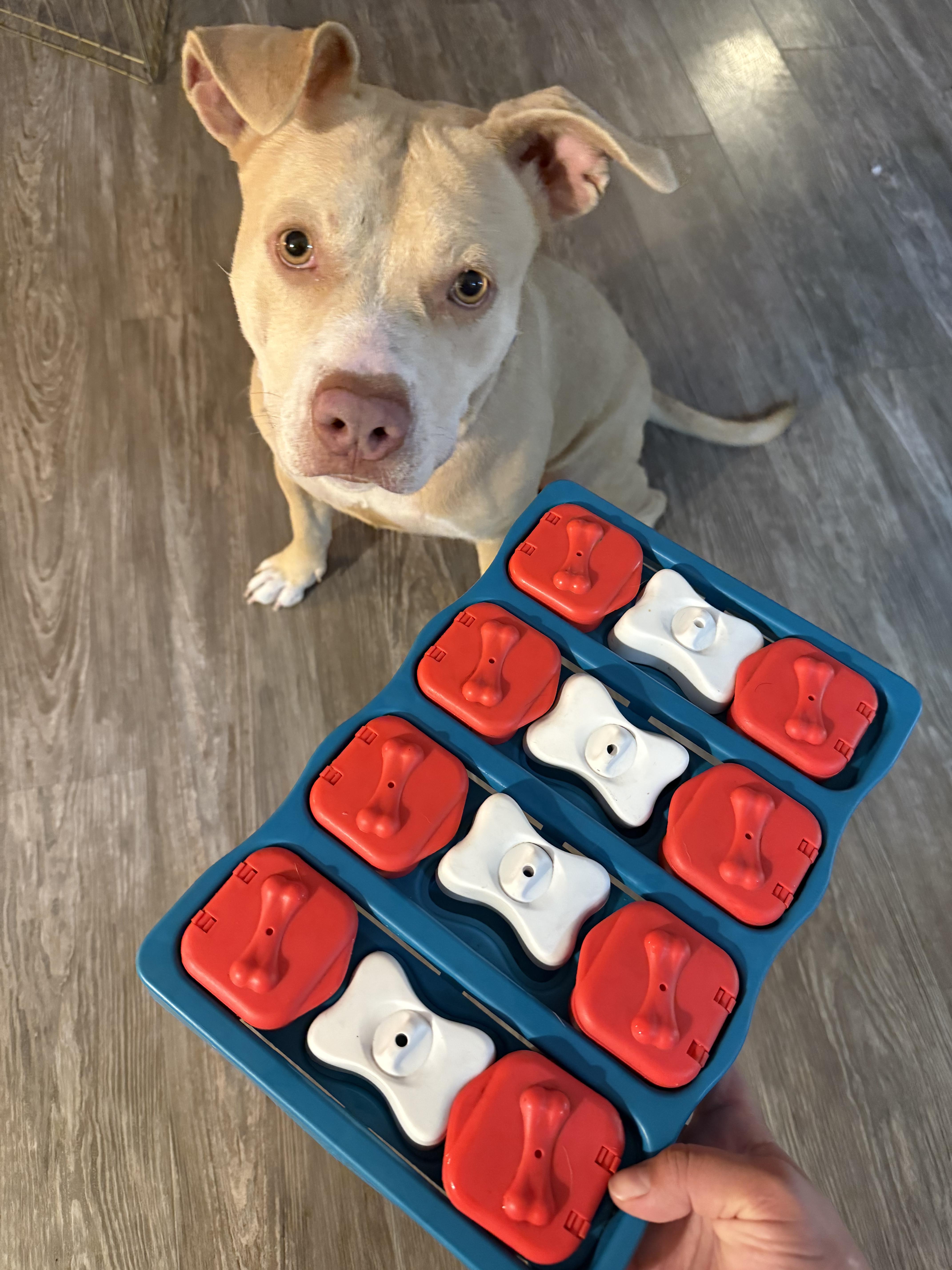 Enlarge Jenny, a ADOPTABLE Pit Bull Terrier in Murrieta, CA image 4/4