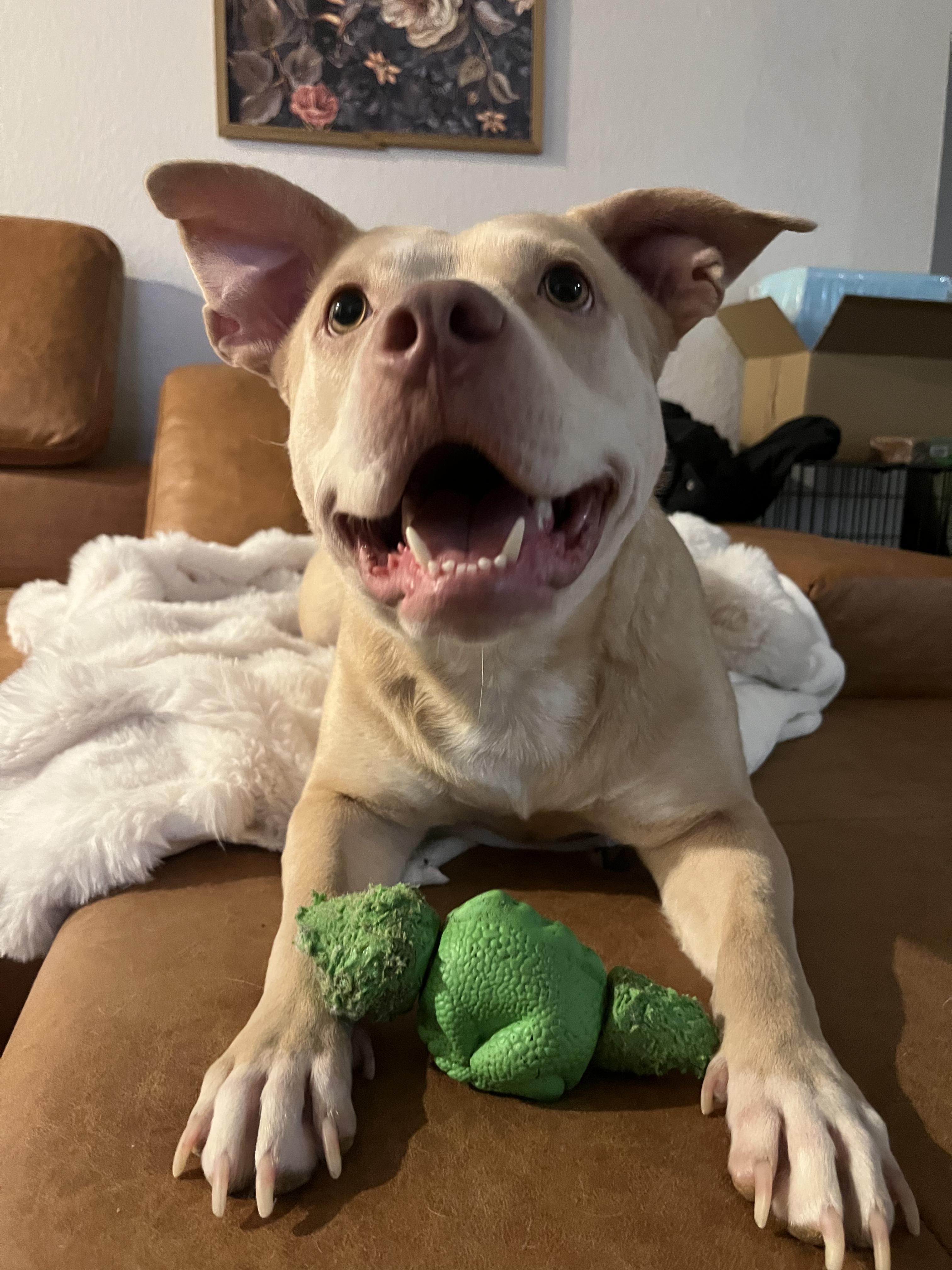 Jenny, a ADOPTABLE Pit Bull Terrier in Murrieta, CA image 5/5