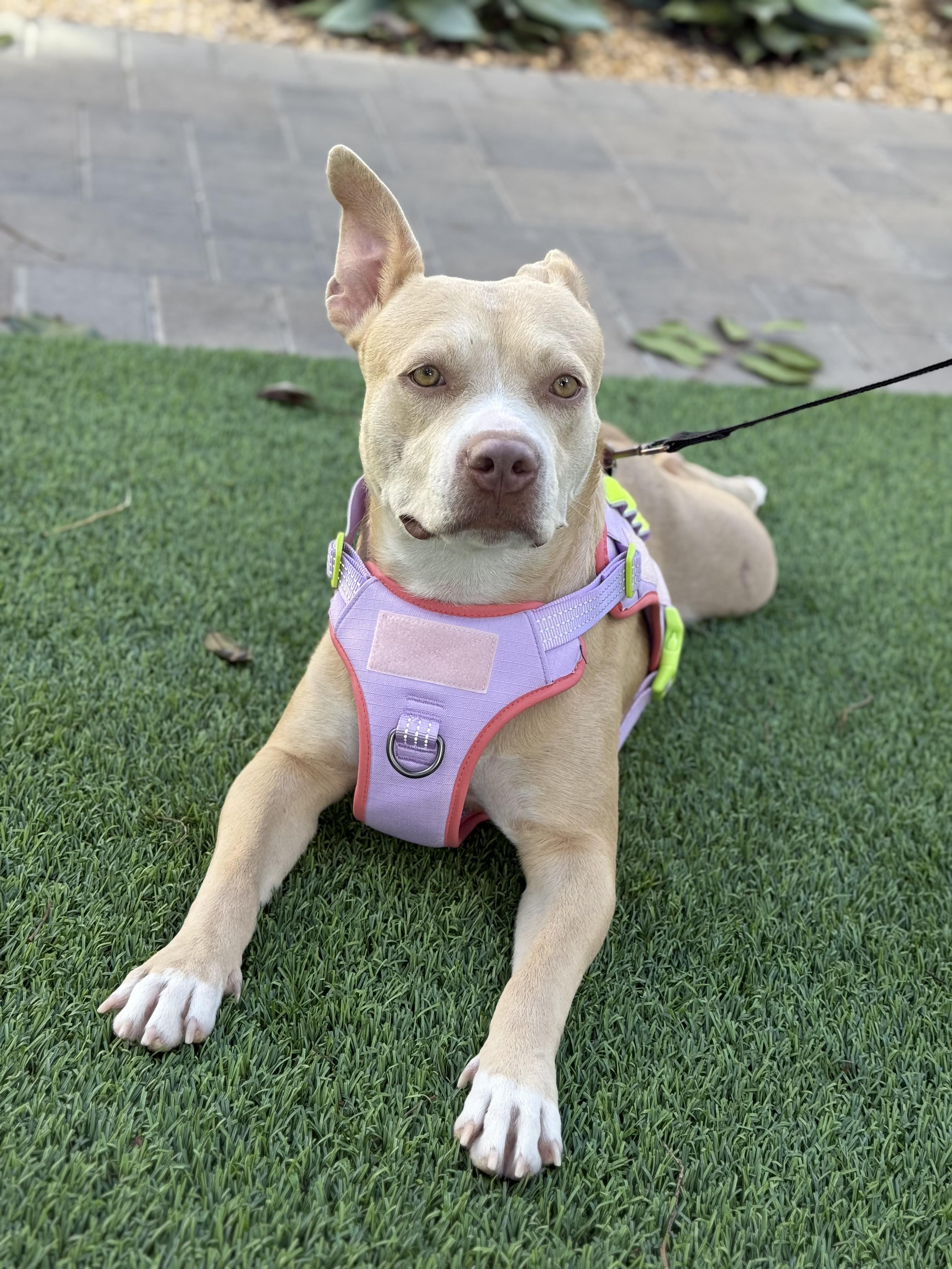 Enlarge Jenny, a ADOPTABLE Pit Bull Terrier in Murrieta, CA image 1/4