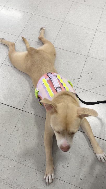 Enlarge Jenny, a ADOPTABLE Pit Bull Terrier in Murrieta, CA video 3/4