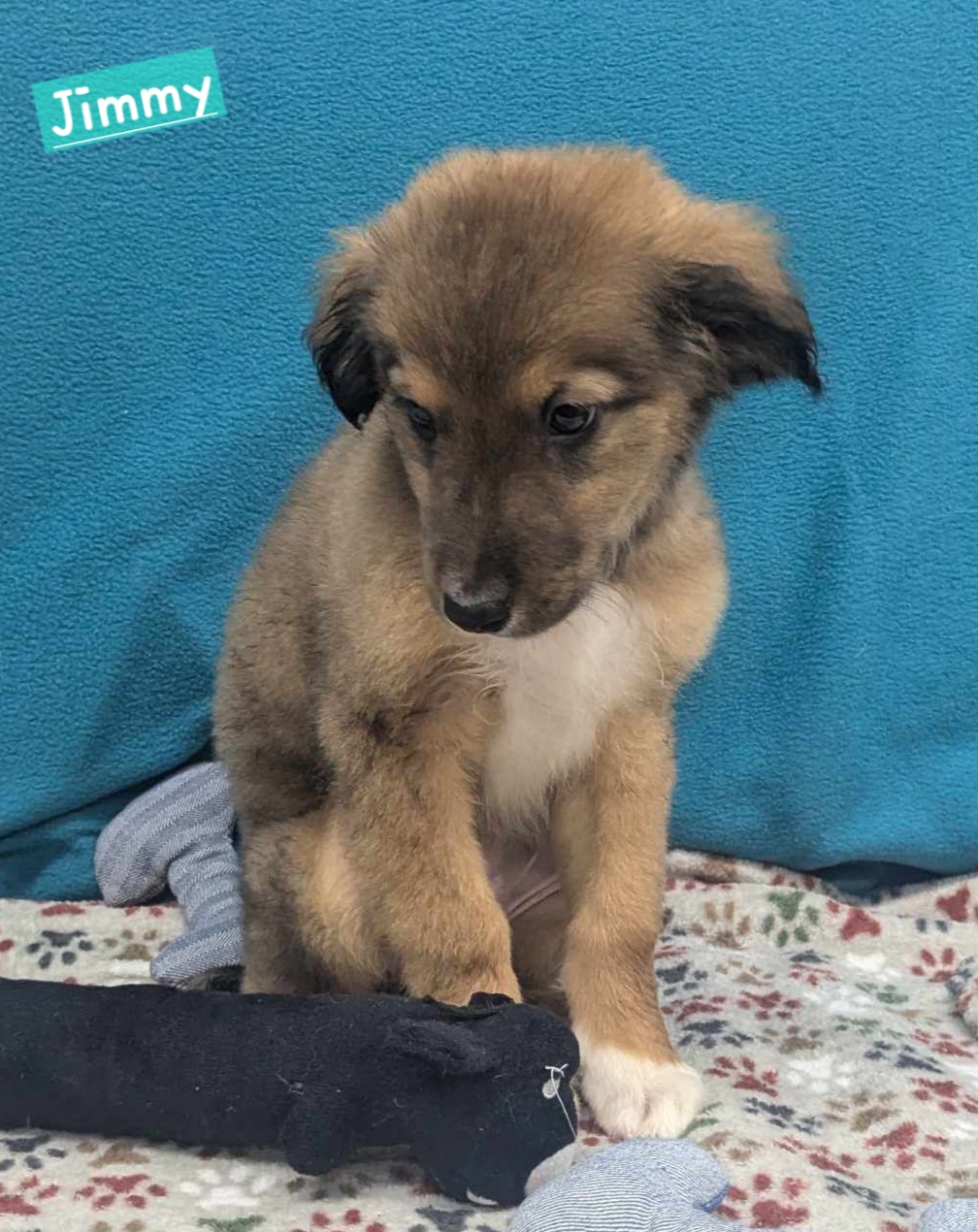 Dog for adoption Jimmy, a Bernadoodle Mix in Wheelersburg, OH Petfinder