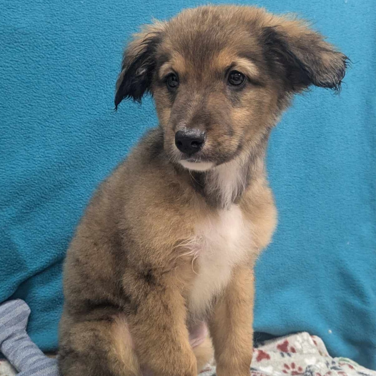 Dog for adoption Jimmy, a Bernadoodle Mix in Wheelersburg, OH Petfinder