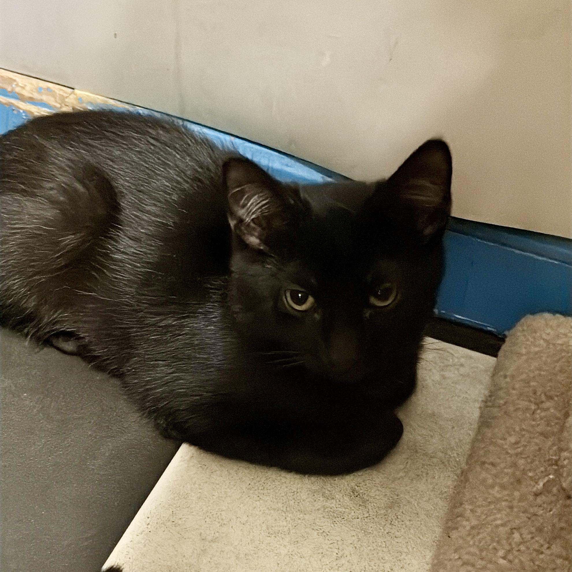 Walter, Adoptable, Kitten Male Domestic Short Hair.