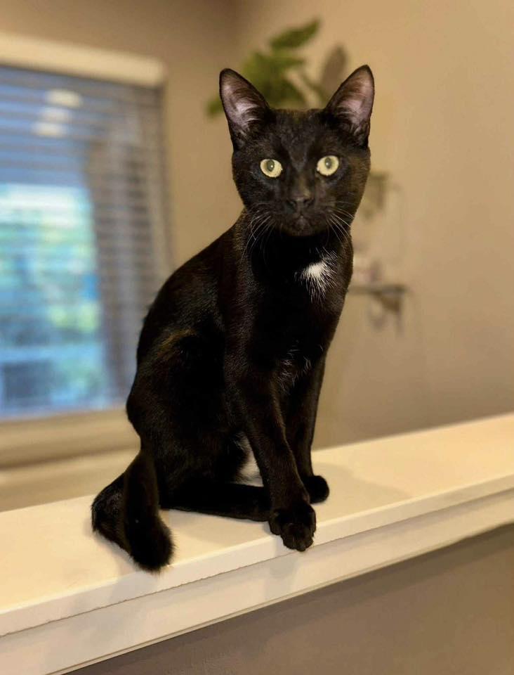 Enlarge Churri, a Adoptable Bombay in Milwaukee, WI image 1/1