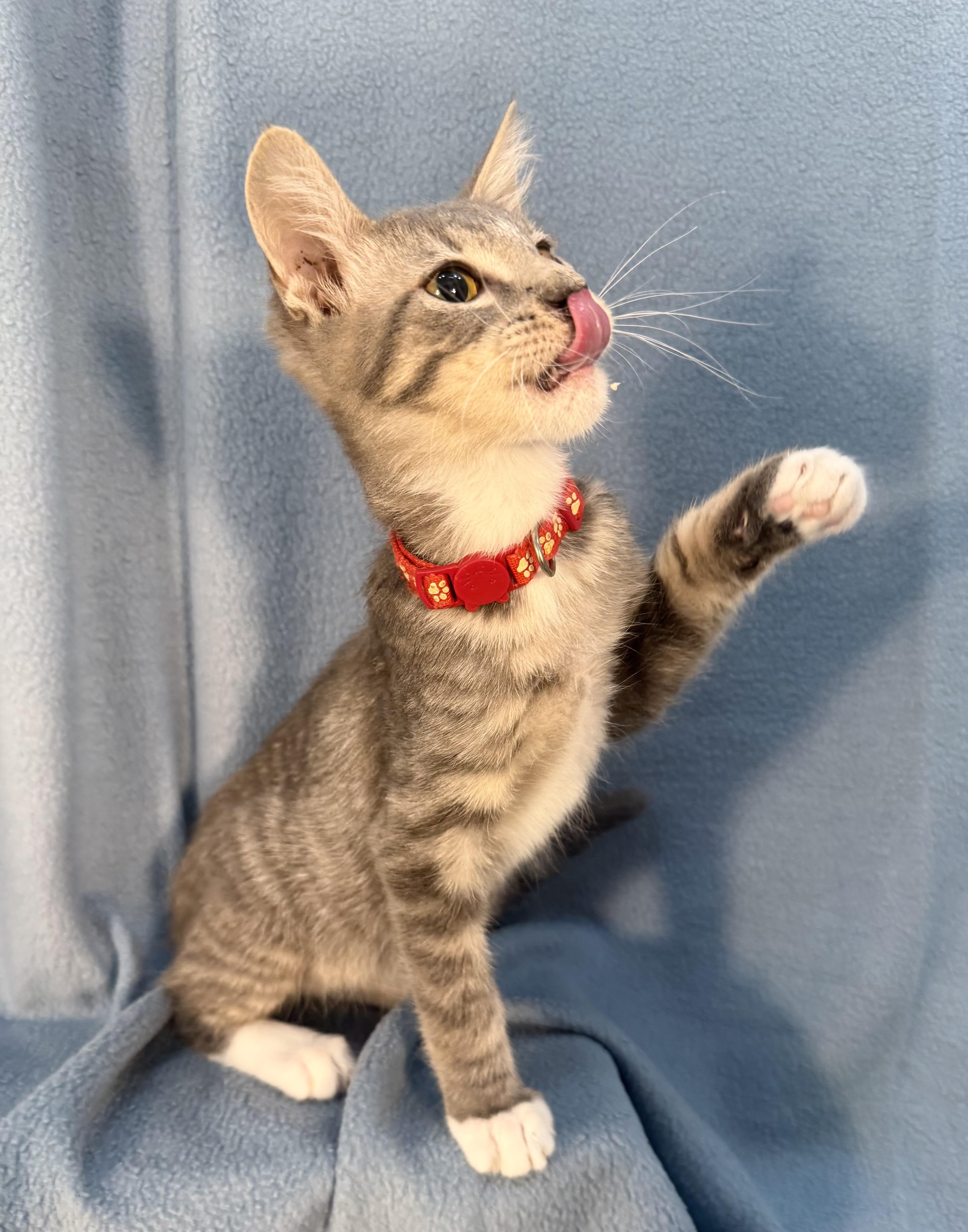 Enlarge Sebastian, a ADOPTABLE Domestic Medium Hair in Minneapolis, MN image 4/4