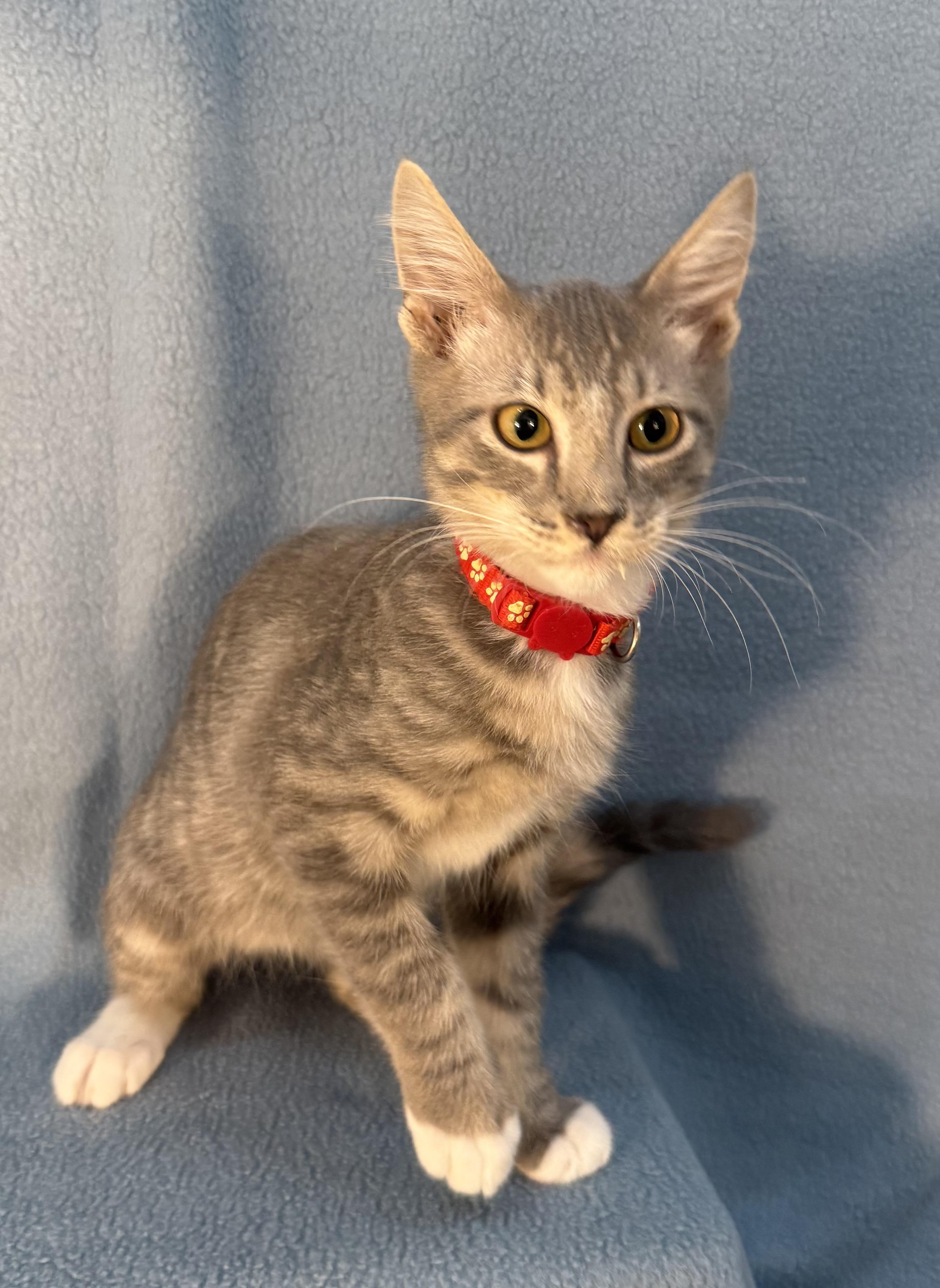 Enlarge Sebastian, a ADOPTABLE Domestic Medium Hair in Minneapolis, MN image 1/4