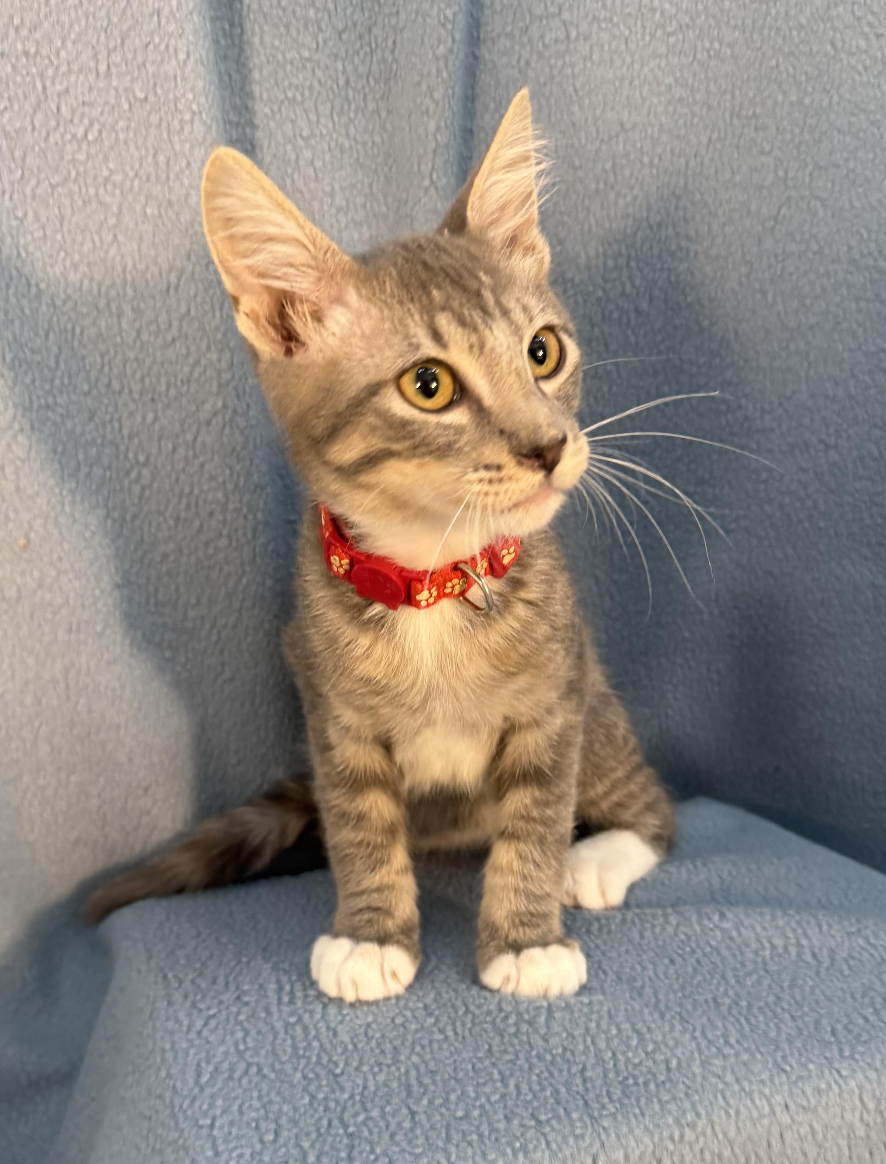 Enlarge Sebastian, a ADOPTABLE Domestic Medium Hair in Minneapolis, MN image 3/4