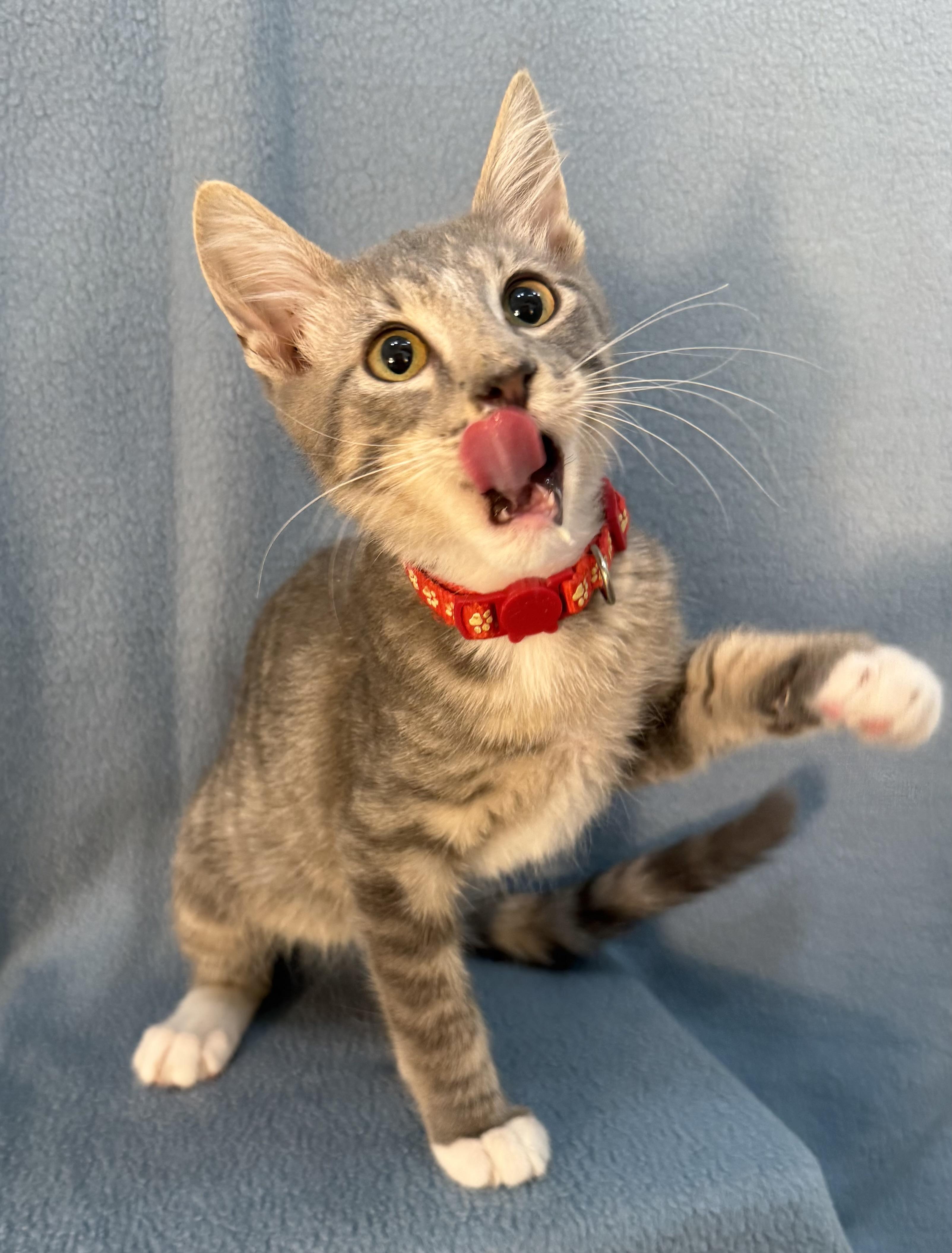 Enlarge Sebastian, a ADOPTABLE Domestic Medium Hair in Minneapolis, MN image 2/4