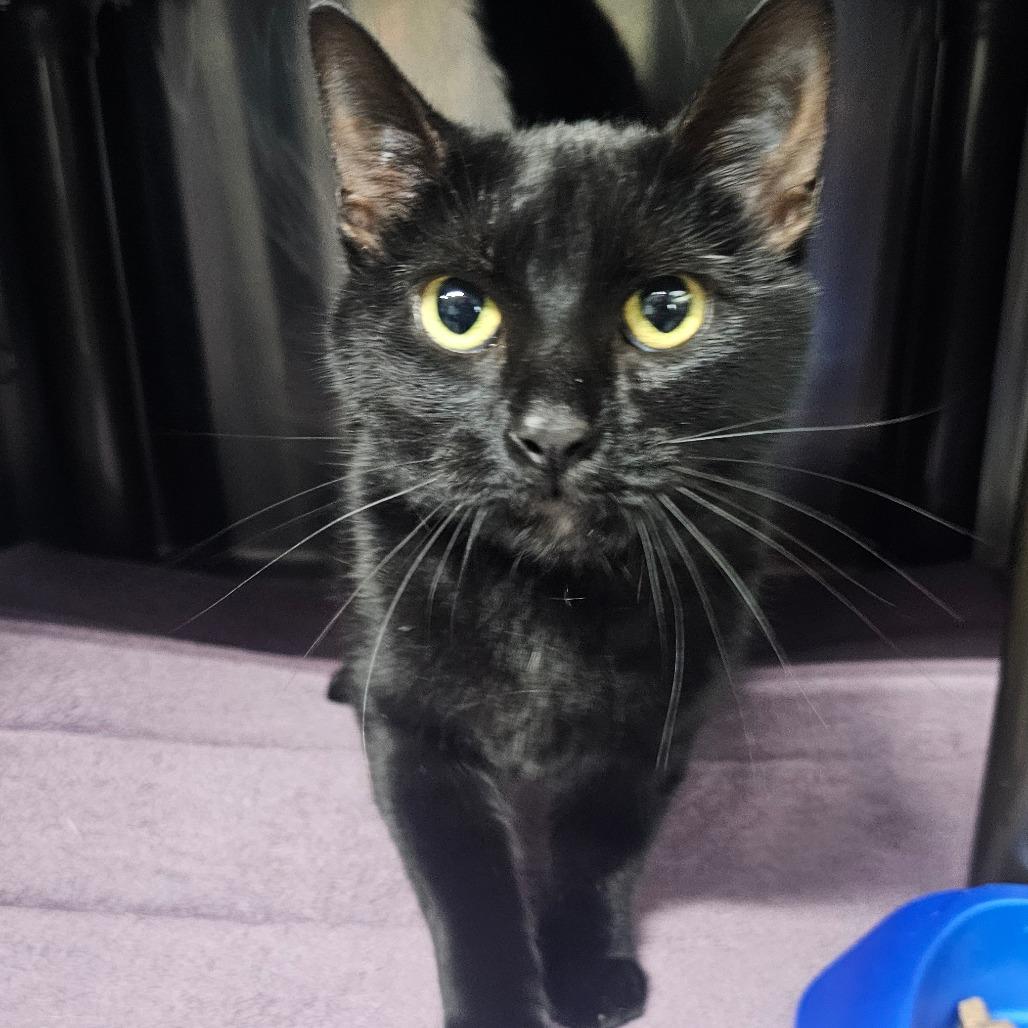 Enlarge Baba, a Adoptable Domestic Short Hair in Jefferson city, TN image 1/1