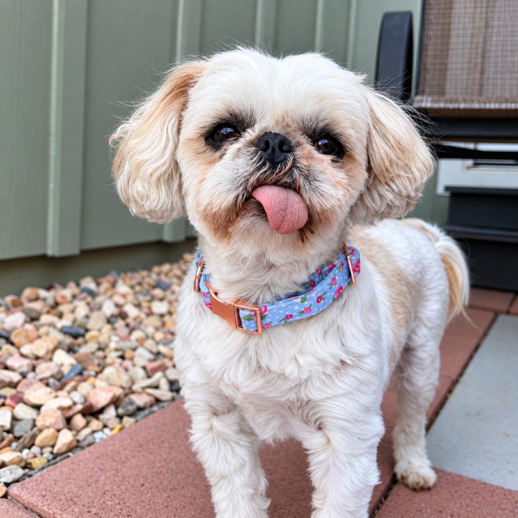 Enlarge Sadie, a Adoptable Shih Tzu in Sacramento, CA image 2/4