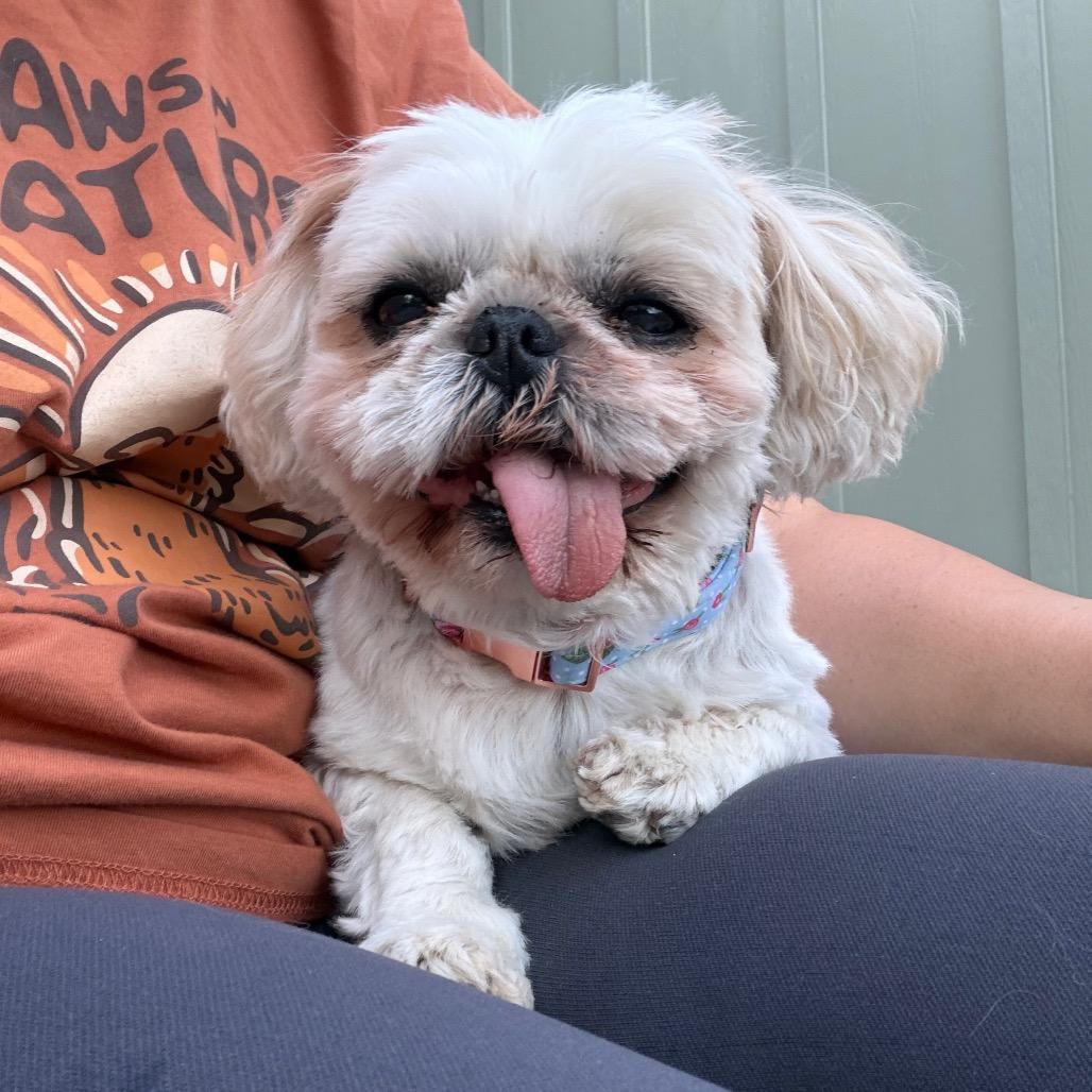 Enlarge Sadie, a Adoptable Shih Tzu in Sacramento, CA image 3/4