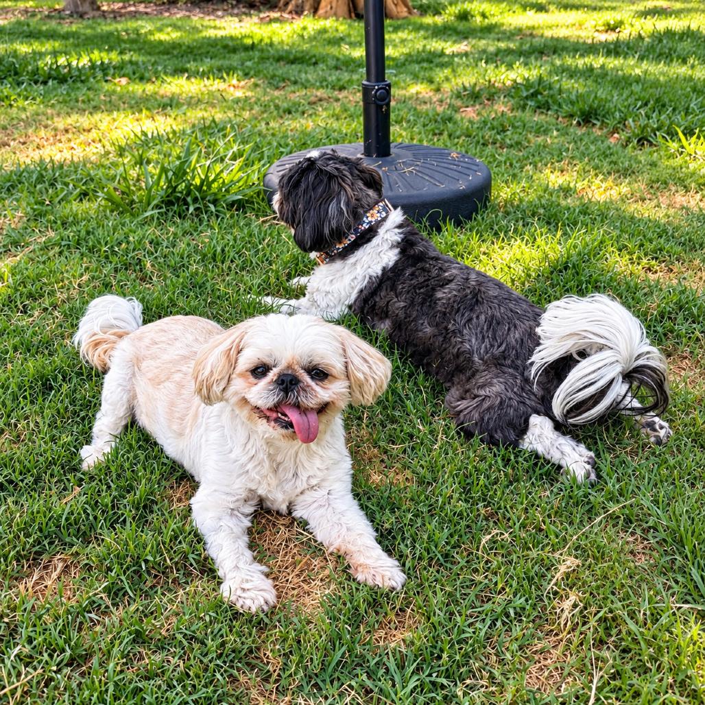 Enlarge Sadie, a Adoptable Shih Tzu in Sacramento, CA image 4/4