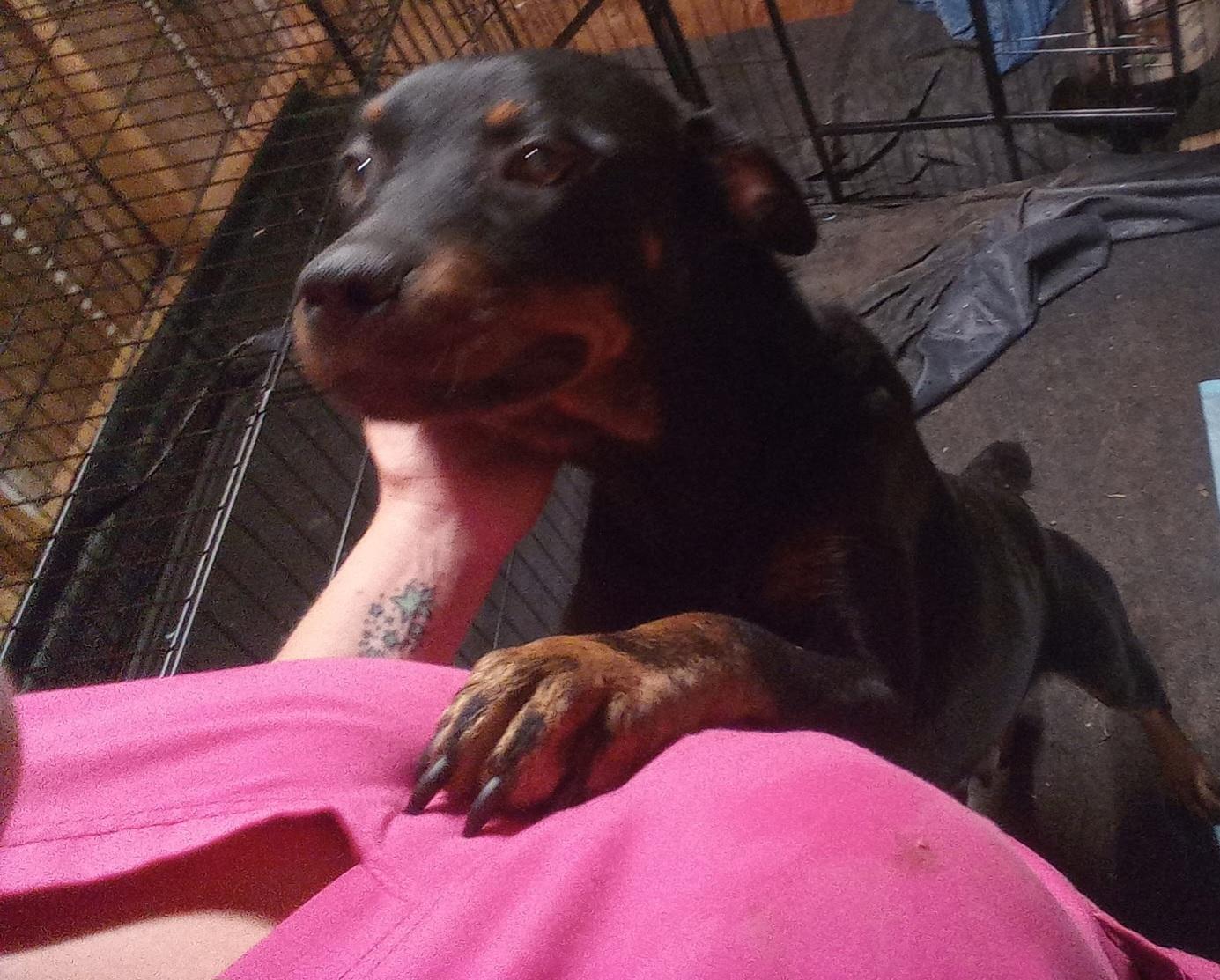 Roxy, Adult Female Rottweiler