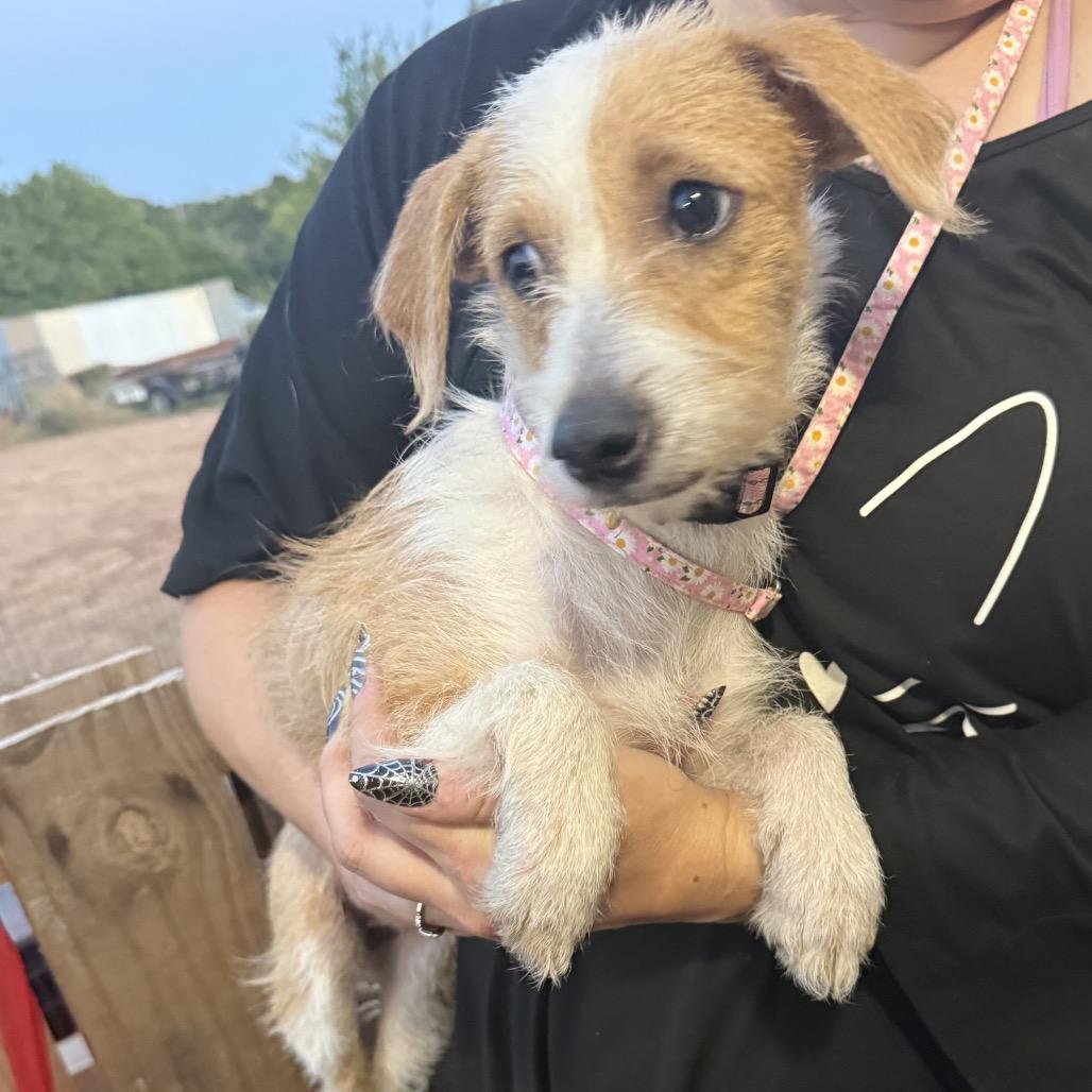 Enlarge Gregalina C-34106, a Adoptable mixed breed in Oklahoma City, OK image 2/6