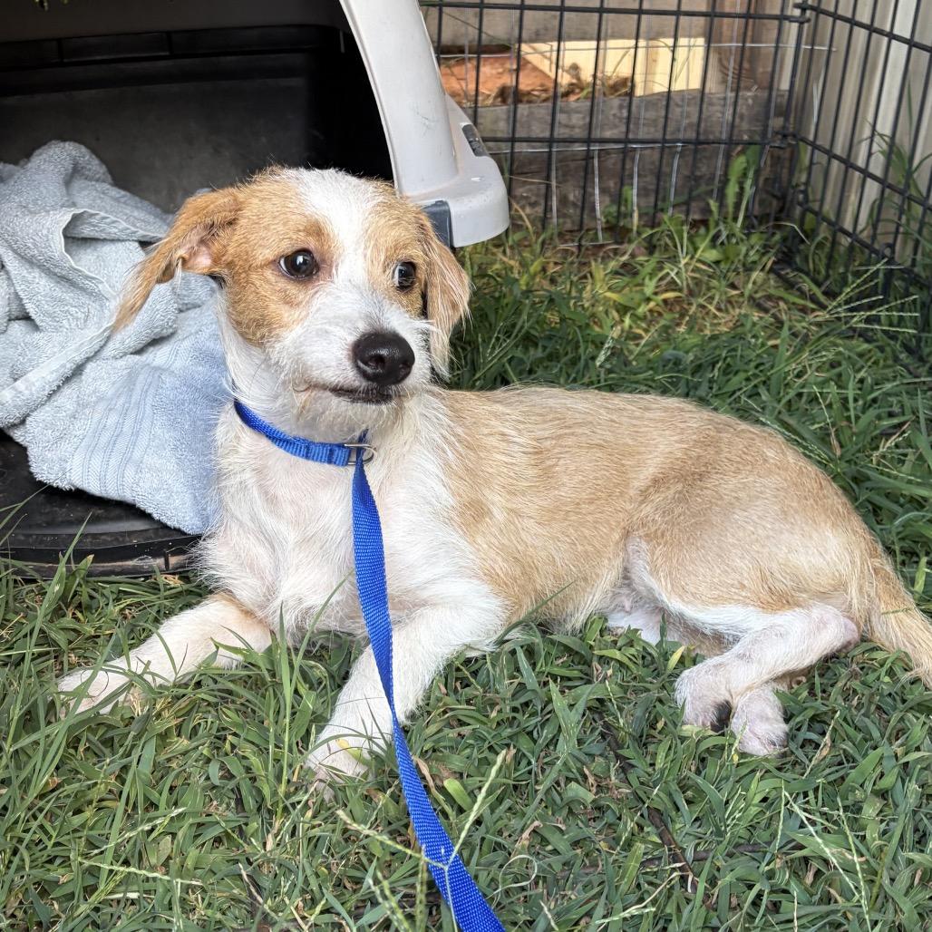 Enlarge Gregalina C-34106, a Adoptable mixed breed in Oklahoma City, OK image 3/6