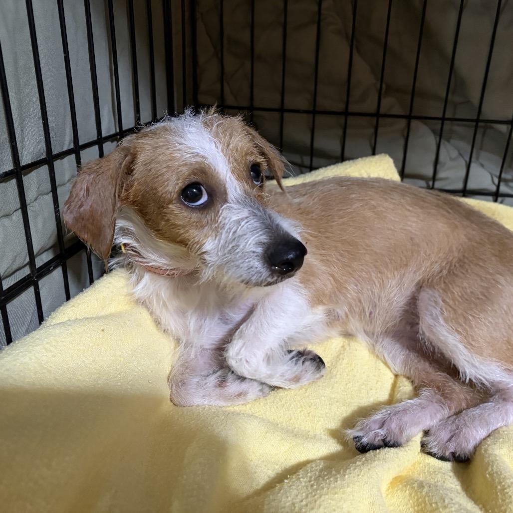 Enlarge Gregalina C-34106, a Adoptable mixed breed in Oklahoma City, OK image 4/6