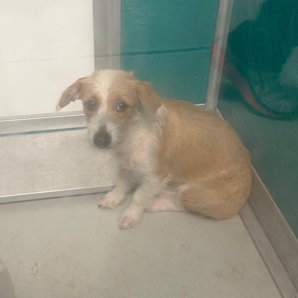 Enlarge Gregalina C-34106, a Adoptable mixed breed in Oklahoma City, OK image 5/6